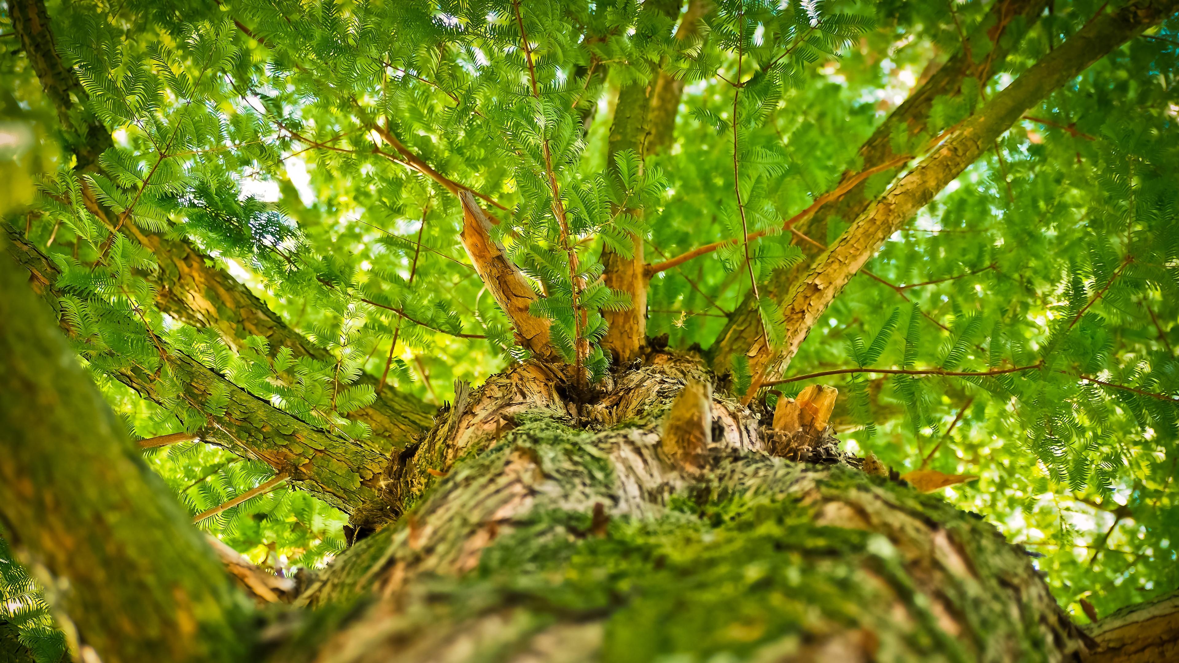 3840x2160 4K Green Tree Wallpaper x 2160 px, Desktop