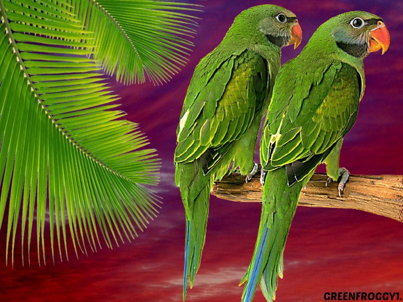 1340x1000 GREEN PARROTS Wallpaper and Background Imagex1000, Desktop