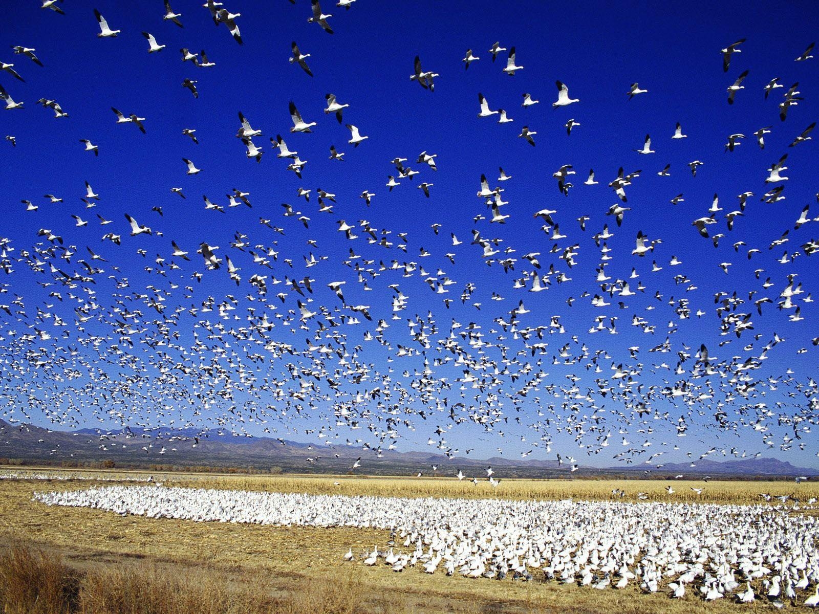 1600x1200 Snow Goose Wallpaper, Collection of Snow Goose Background, Snow, Desktop