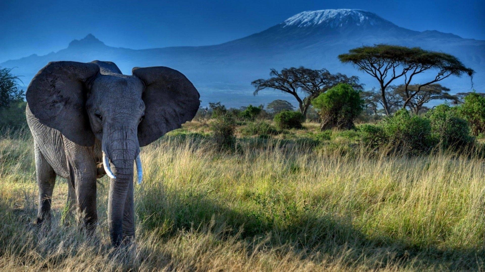 1920x1080 Elephant Dry Grass Trees Mount Kilimanjaro HD Desktop Wallpaper, Desktop