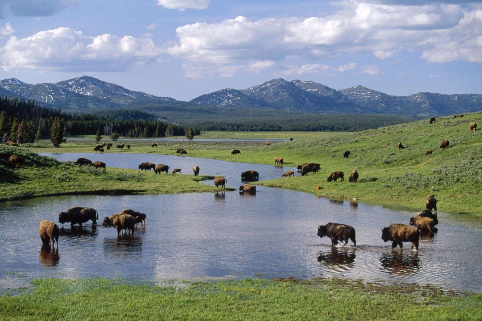 1600x1070 Yellowstone Nationalpark, Desktop