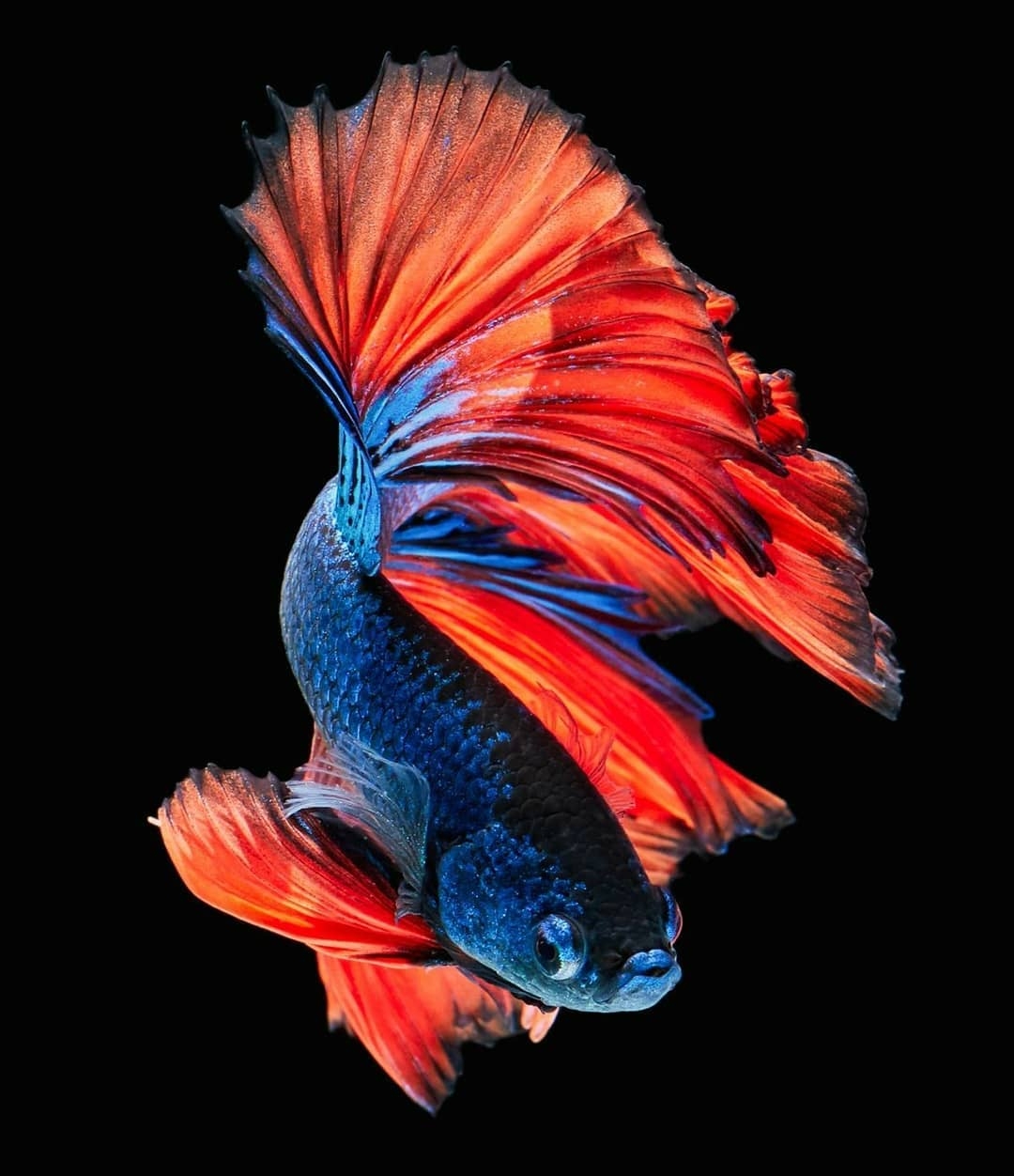 1080x1260 Blue And Orange Betta Fish HD Wallpaper, Phone