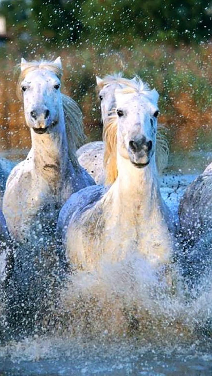 740x1310 Camargue Horses Running Water Splashing, Phone