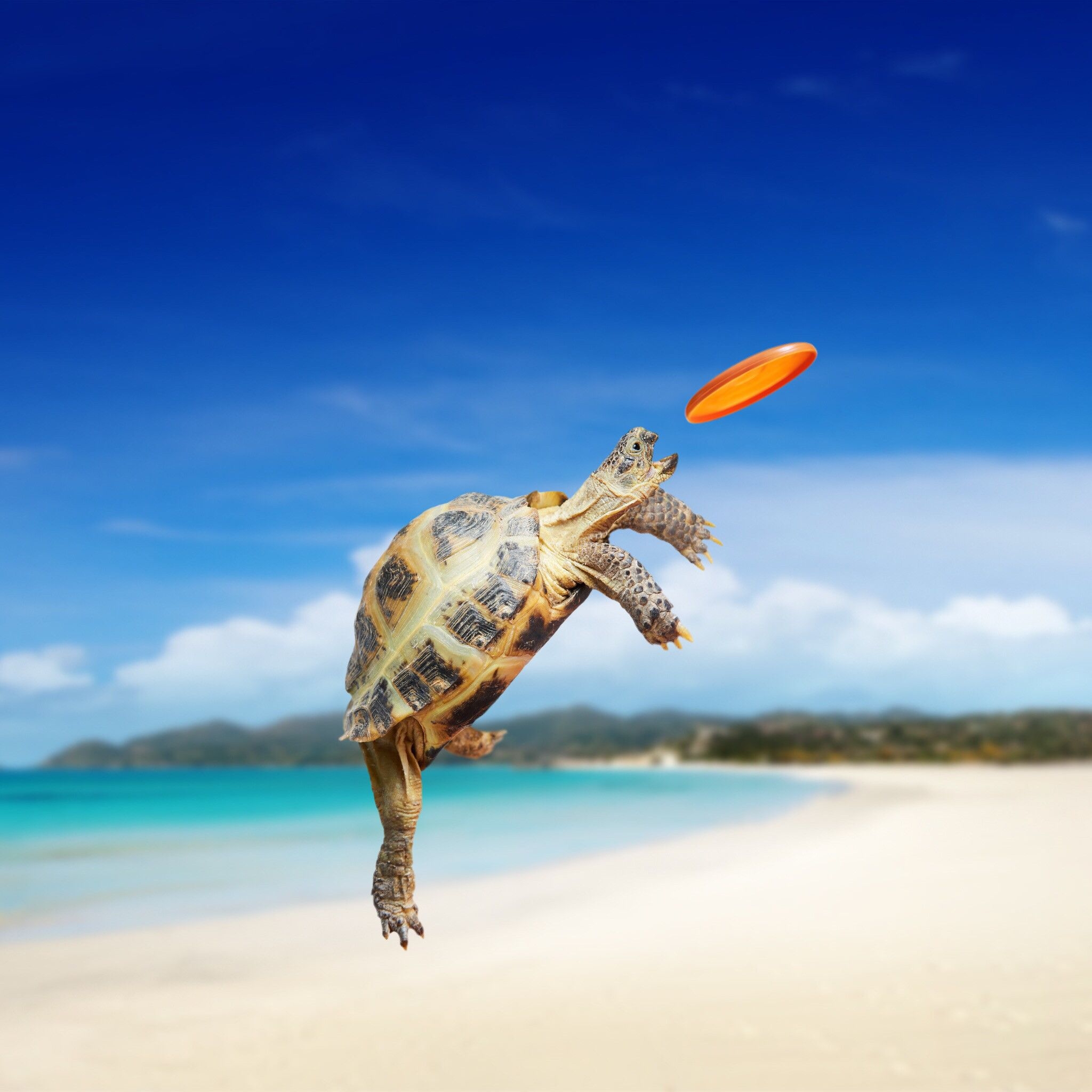 2050x2050 Baby Sea Turtle Wallpaper Free Baby Sea Turtle Background, Phone