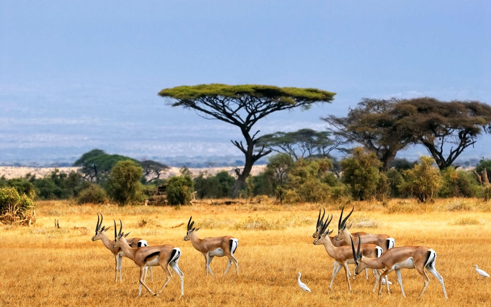 1920x1200 African Safari Wallpaper, Desktop