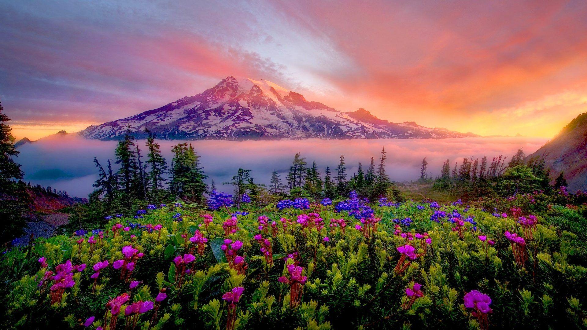 1920x1080 Sunrise Spring Landscape Of Snow Mountain Meadow Flowers Mount, Desktop