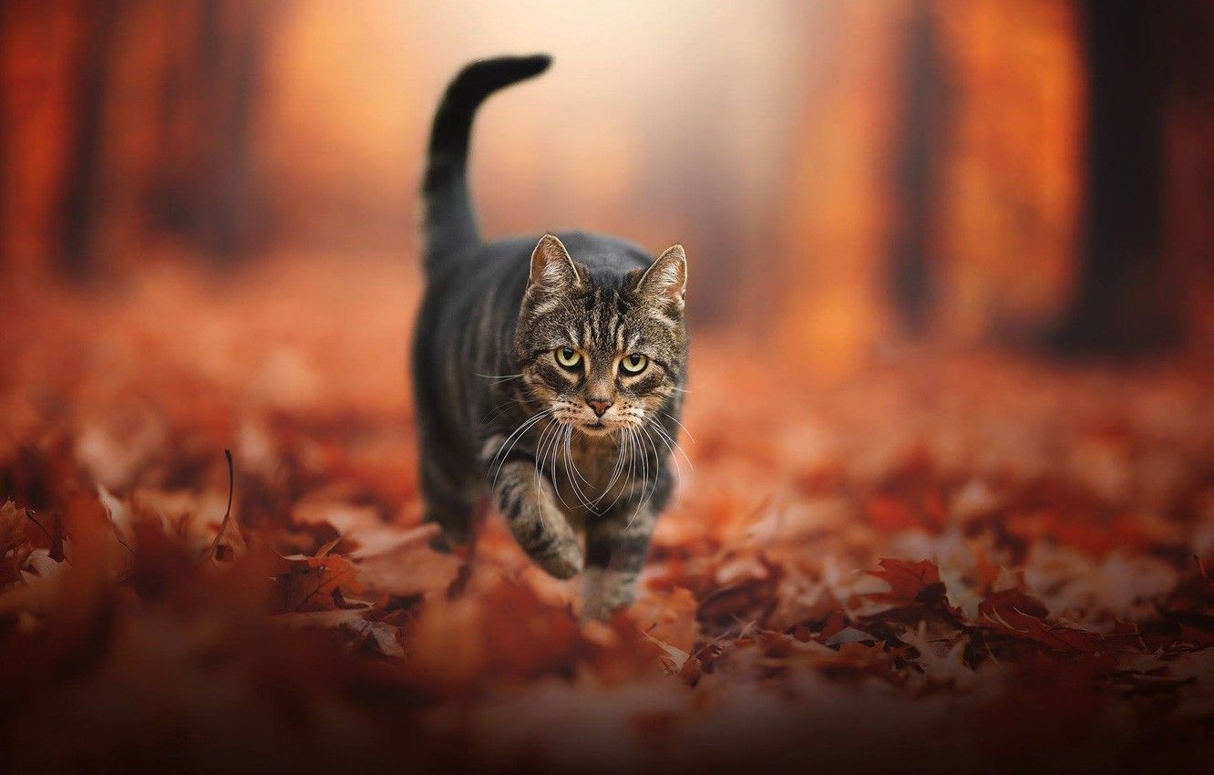 1340x850 Wallpaper autumn, cat, look, leaves, foliage, face, bokeh, cat image for desktop, section кошки, Desktop