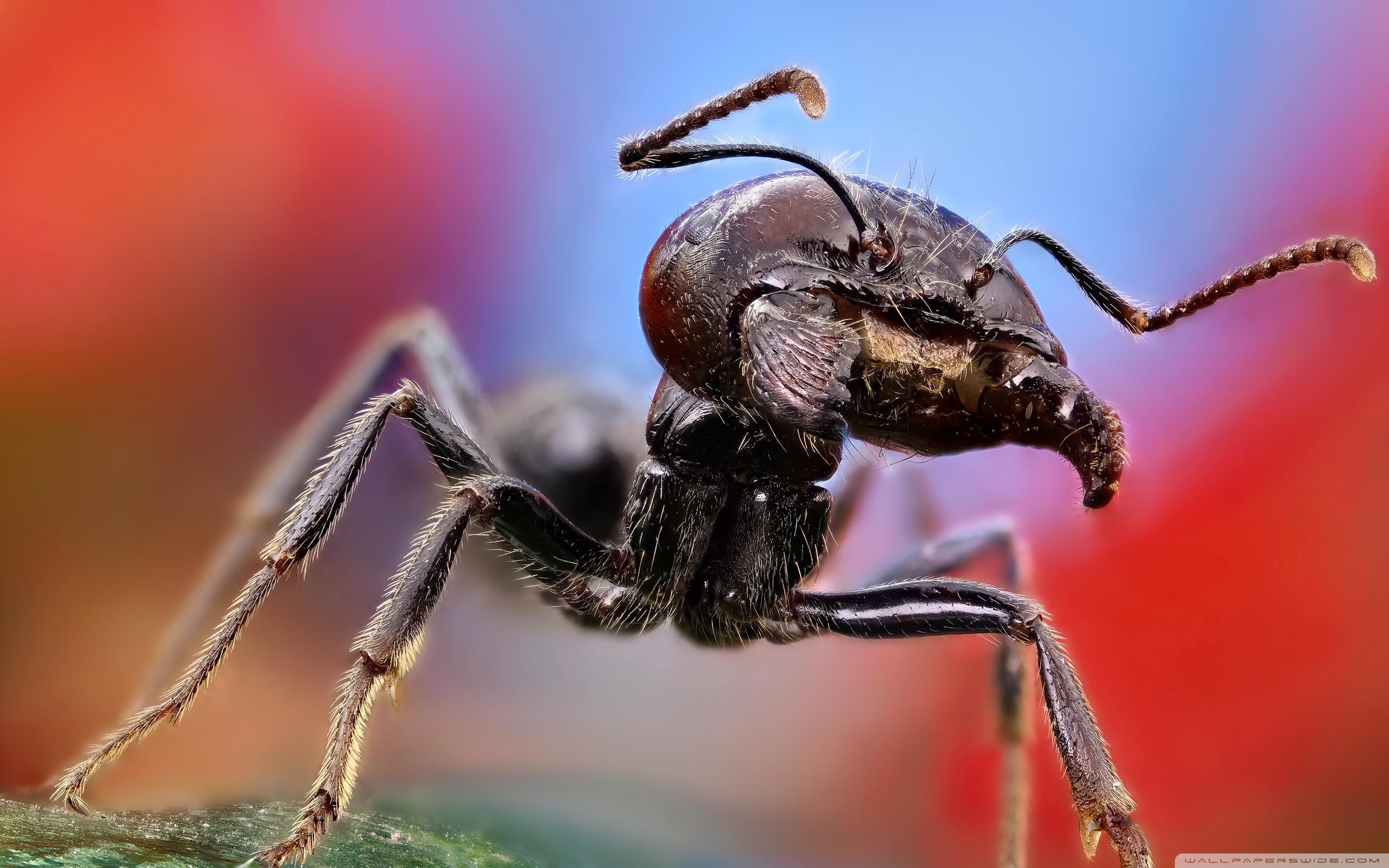 2560x1600 Ant Macro ❤ 4K HD Desktop Wallpaper for 4K Ultra HD TV • Tablet, Desktop