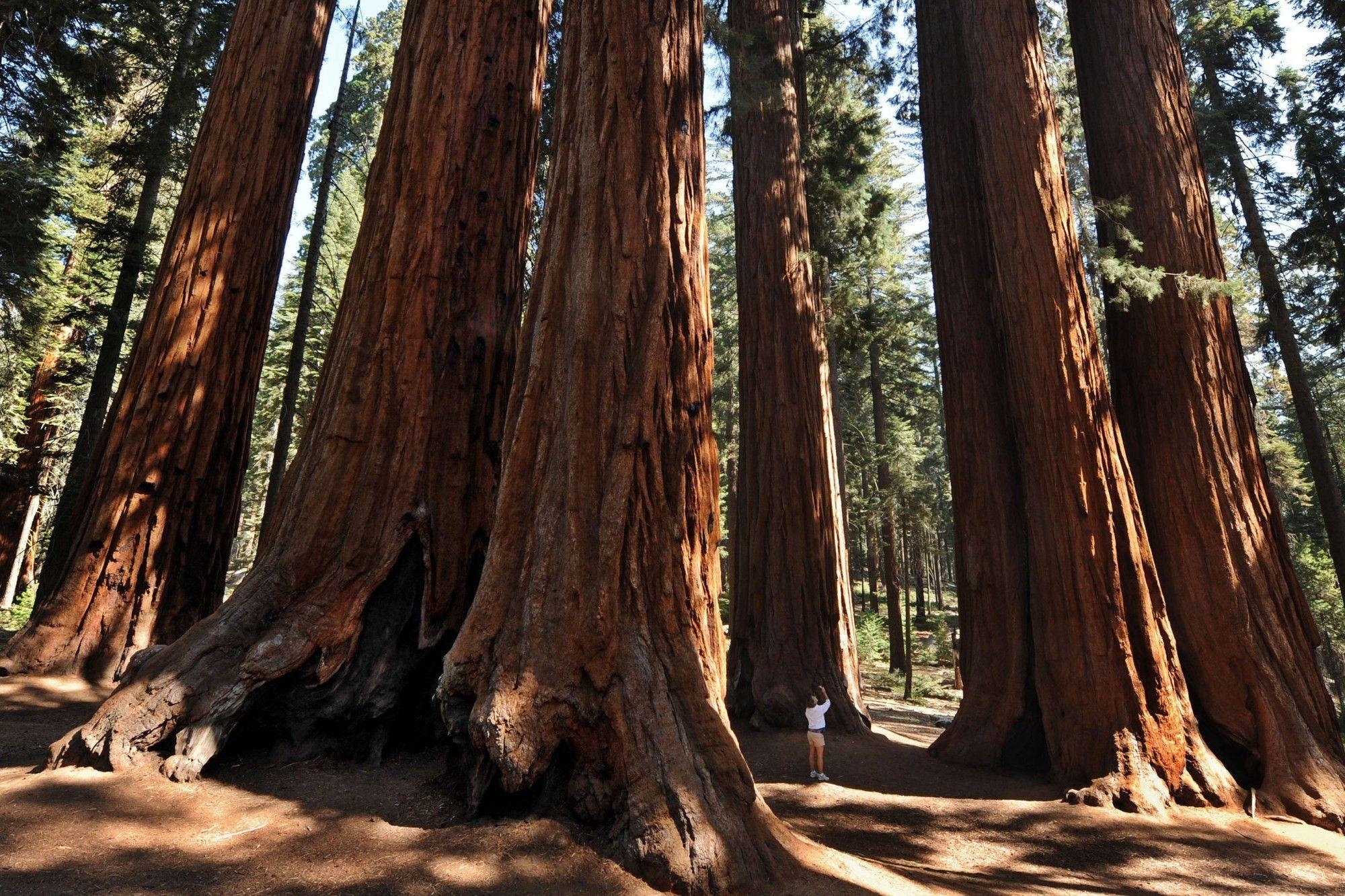 2000x1340 Forests: Trees Park Trunks California Tall Forest Nature Central, Desktop