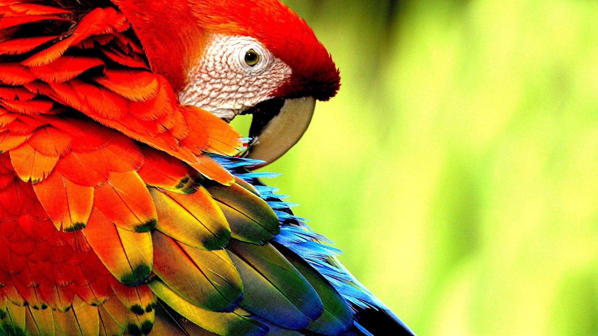 1920x1080 Wallpaper Blink Macaw Wallpaper HD 2 X 1080, Desktop