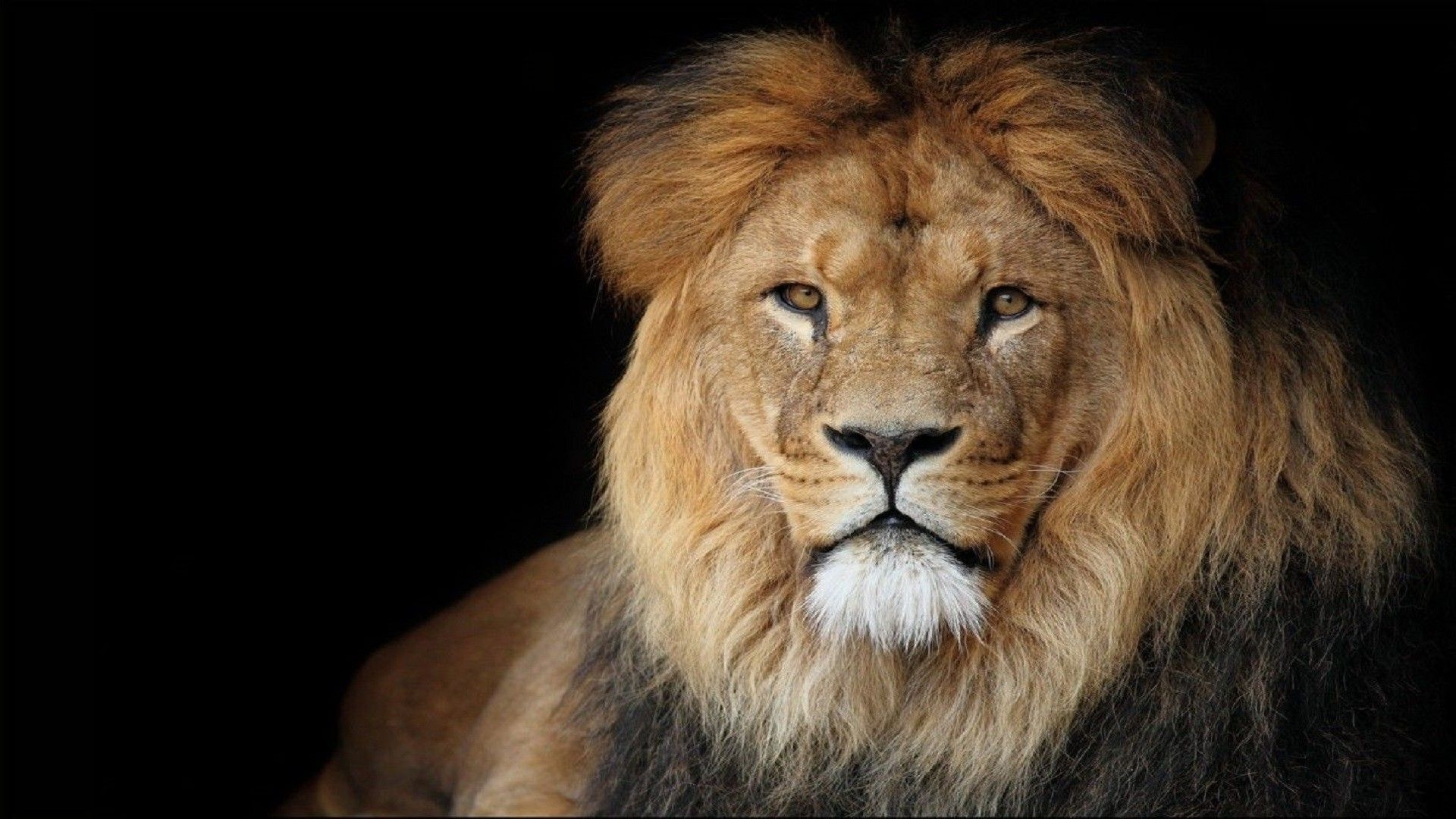 1920x1080 Beautiful African Lion Wallpaper HD Free Downloaded Attitude Status In English HD Wallpaper, Desktop