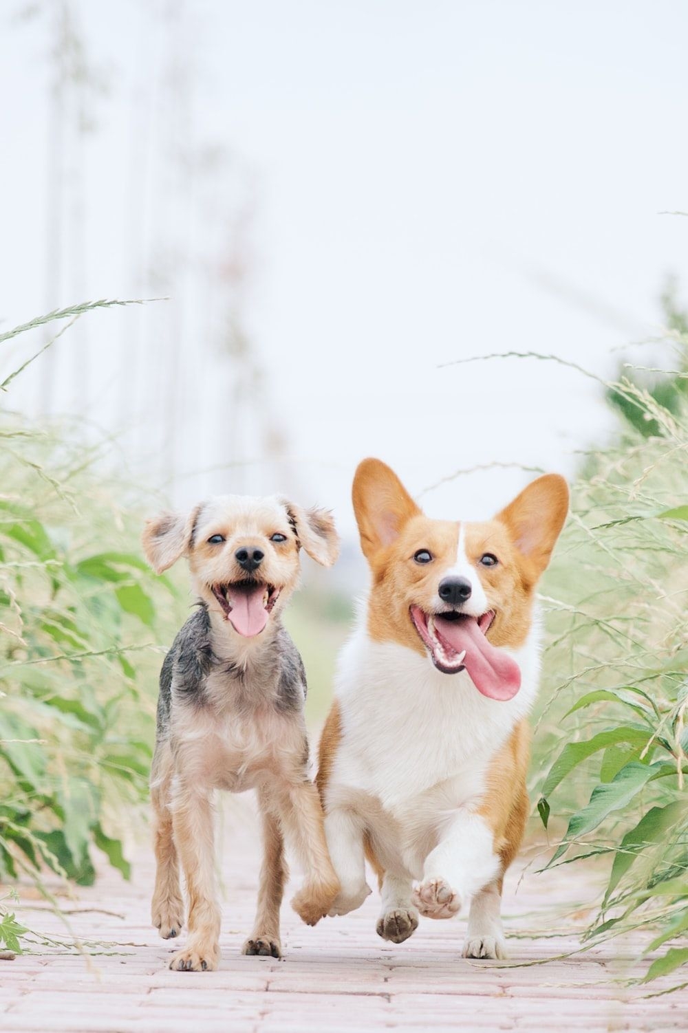 1000x1510 Corgi Picture. Download Free Image, Phone