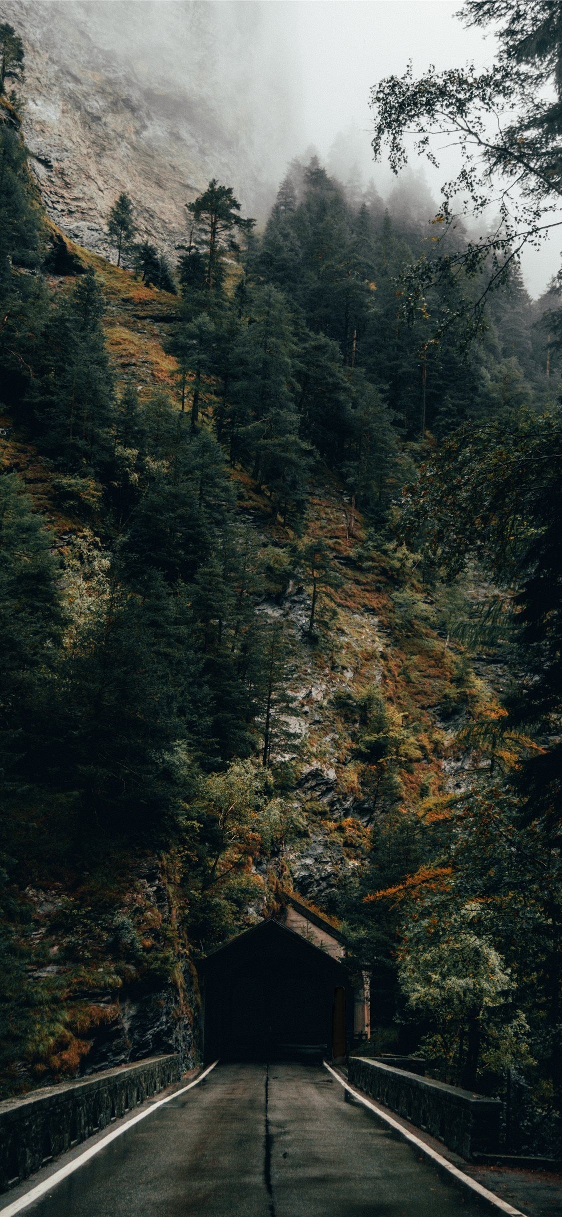 1130x2440 Dark Forest iPhone Wallpaper Free Dark Forest iPhone, Phone