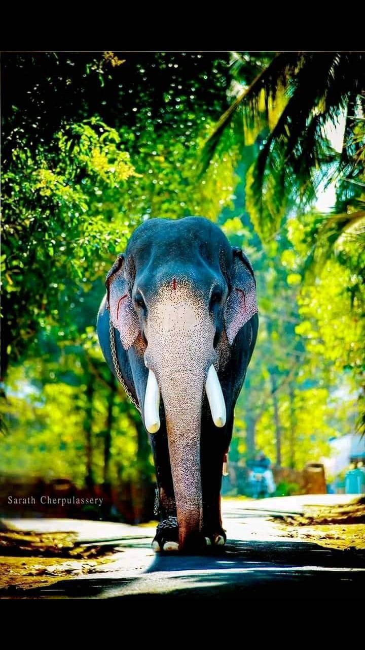 720x1280 Elephant Kerala wallpaper, Phone