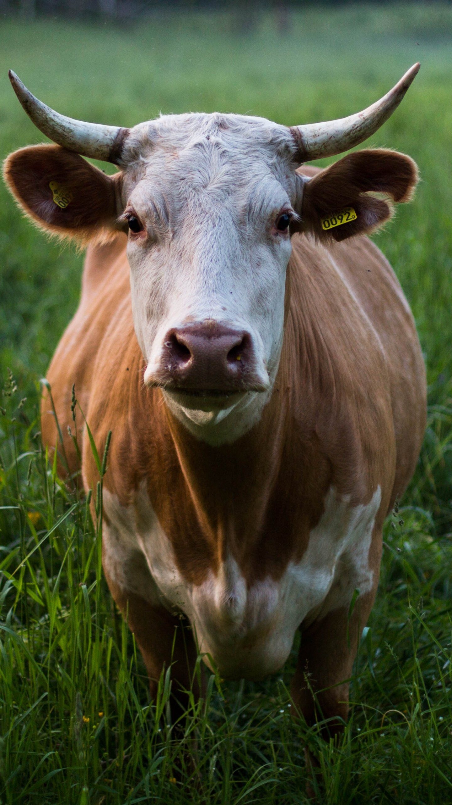 1440x2560 Cow in Grass Wallpaper, Android & Desktop Background, Phone