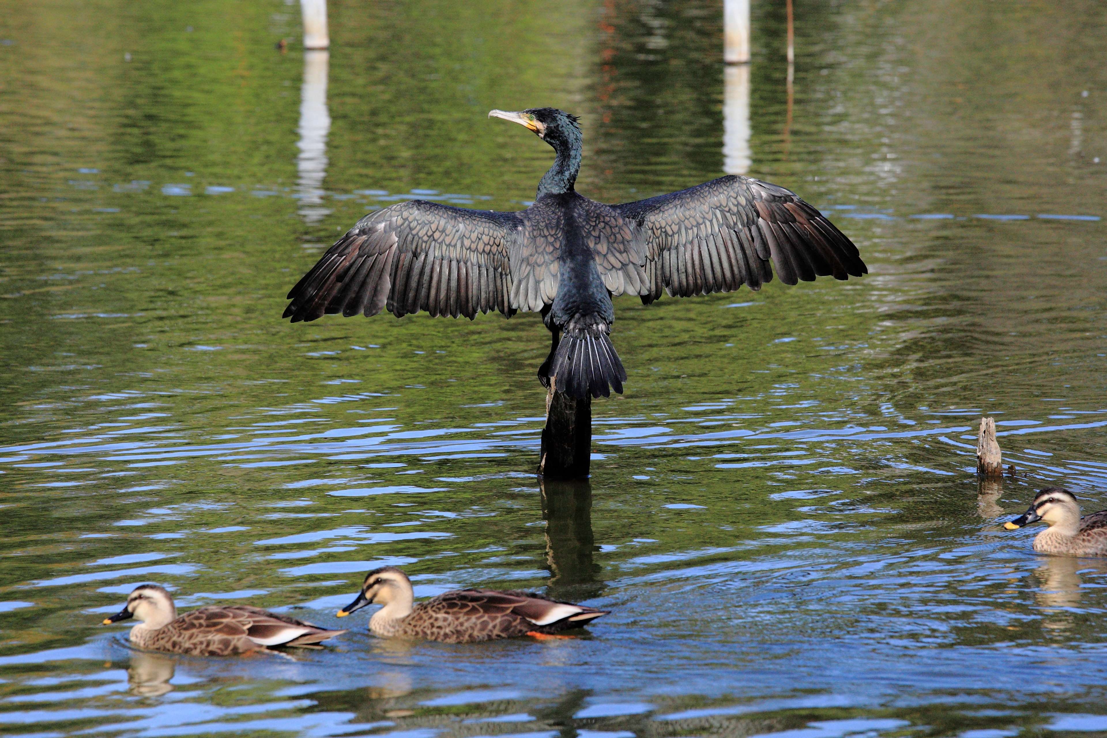 3840x2560 bird, cormorant, duck, lake, pond, water 4k wallpaper, Desktop