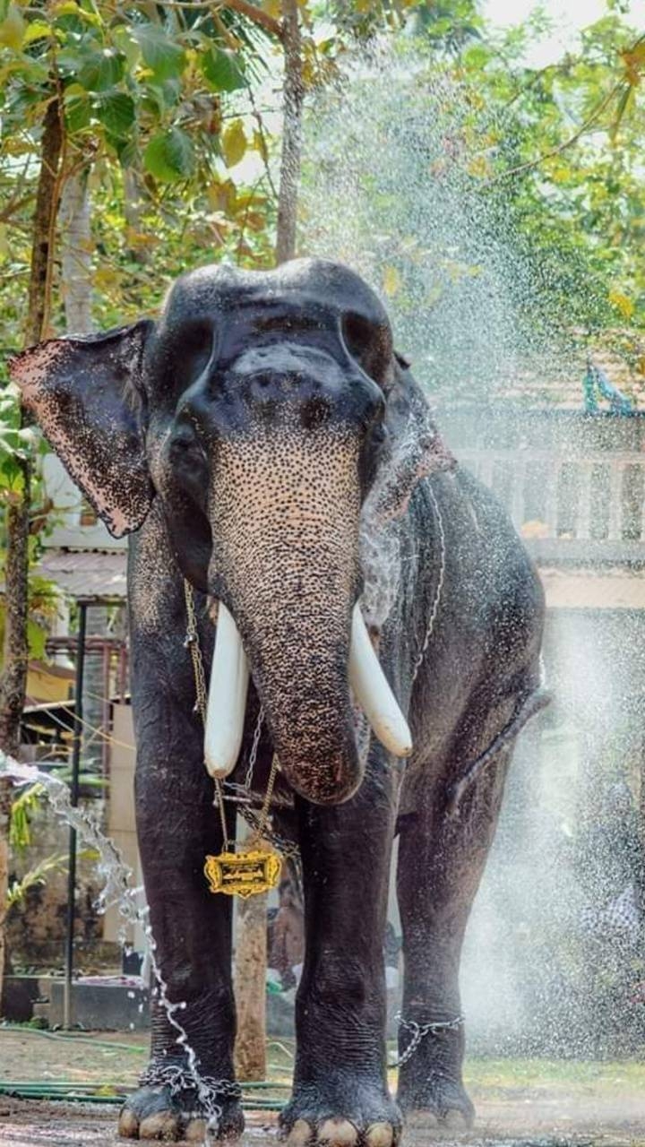 720x1280 Kerala elephant wallpaper, Phone