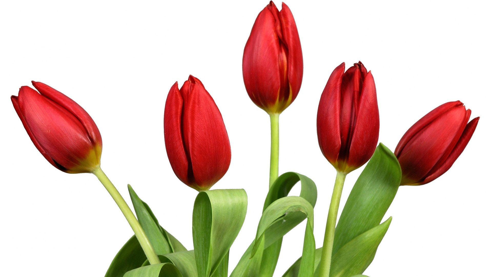 1920x1080 Red tulips  Flower Wallpaper - #, Desktop