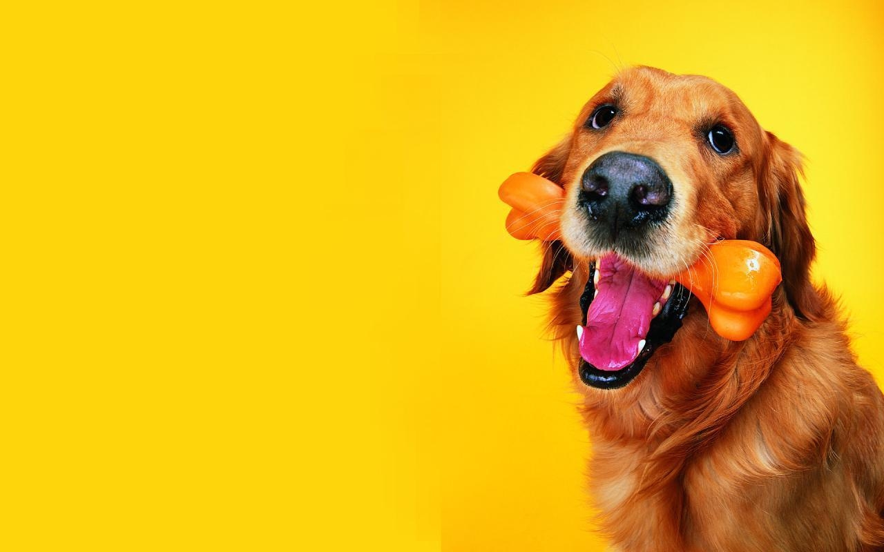 1280x800 Dog Wallpaper. Funny Dog Wallpaper, Anime, Desktop