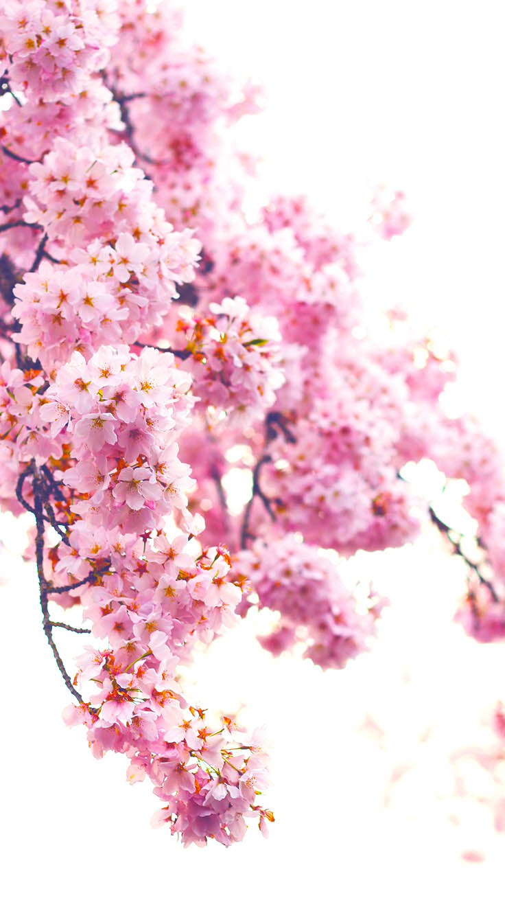 740x1310 Pretty Springtime iPhone Wallpaper, Phone