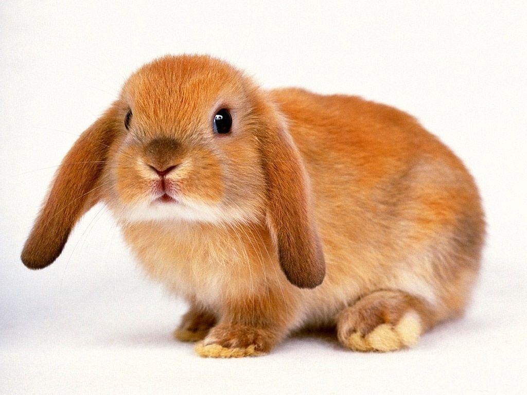 1030x770 Rabbit Cute Wallpaper Background Wallpaper. ForWallpaper, Desktop