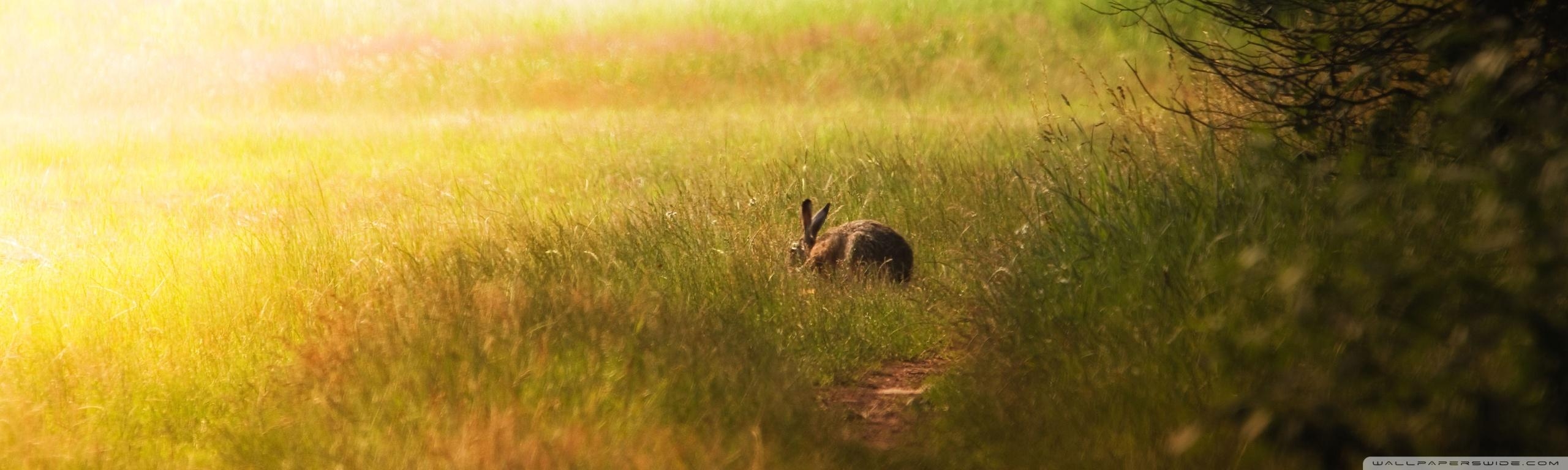 2560x770 Hare Glade Ultra HD Desktop Background Wallpaper for 4K UHD, Dual Screen