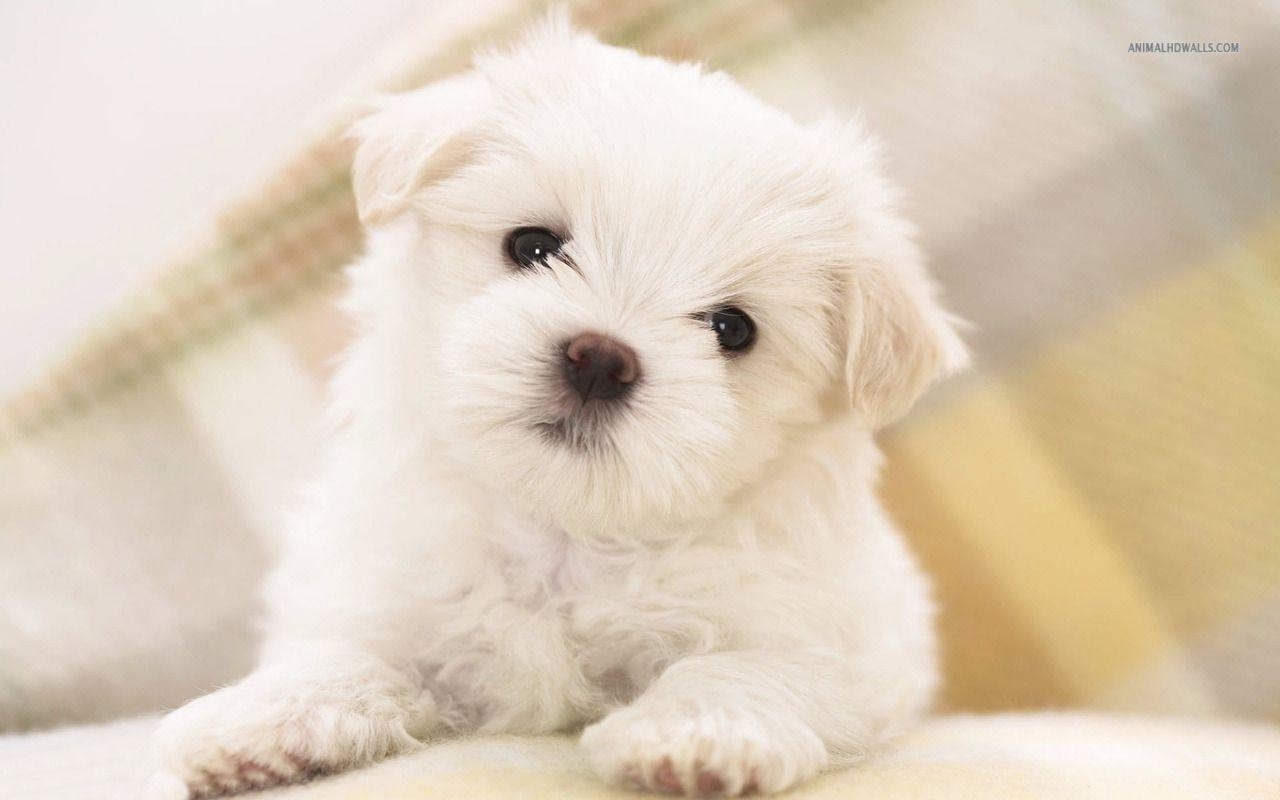 1280x800 Maltese Puppy wallpaper #, Desktop