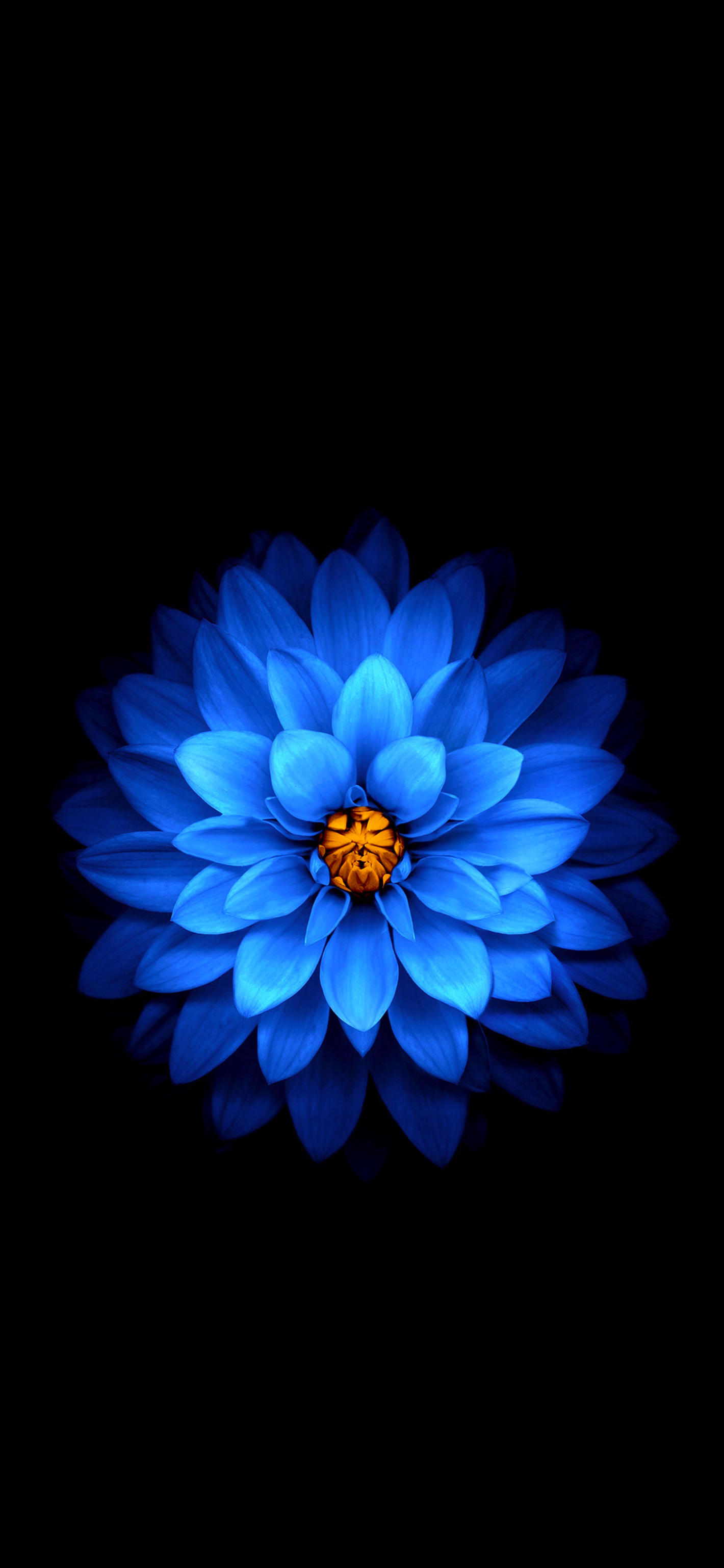 1420x3080 Blue Flower, Phone