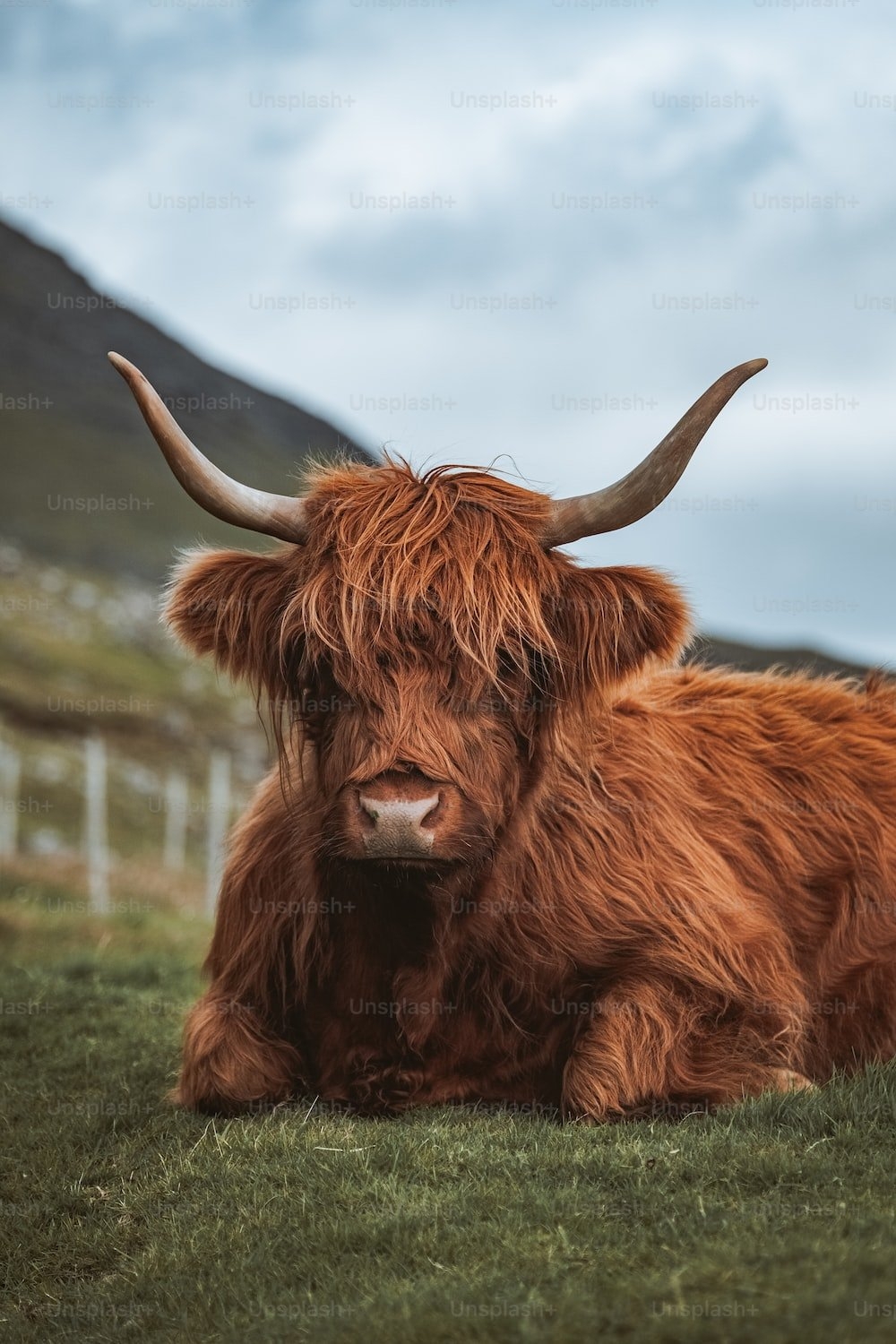 1000x1500 Highland Cattle Picture. Download Free Image, Phone