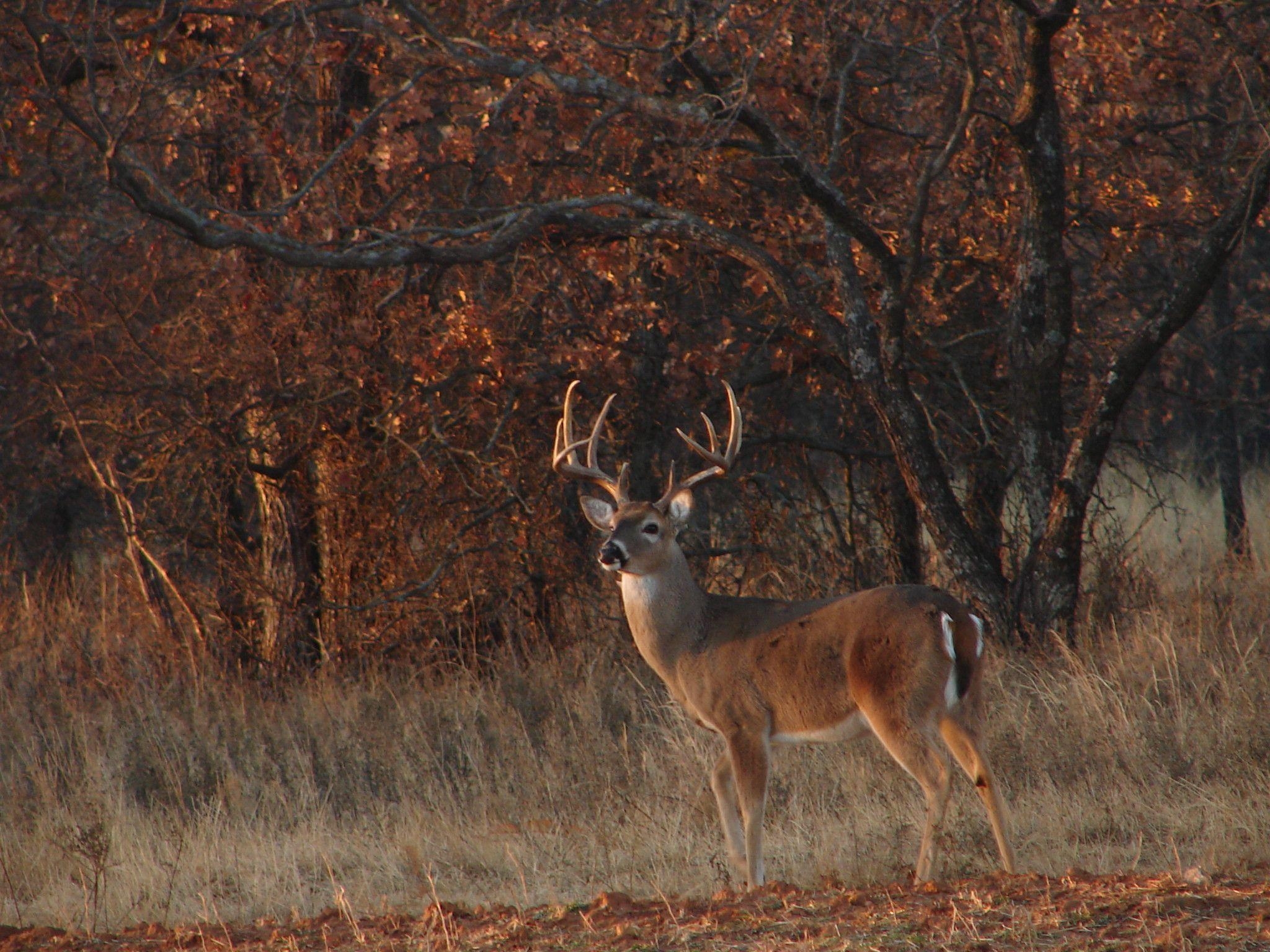 2050x1540 Whitetail Buck HD Wallpaper Wallpaper Inn, Desktop