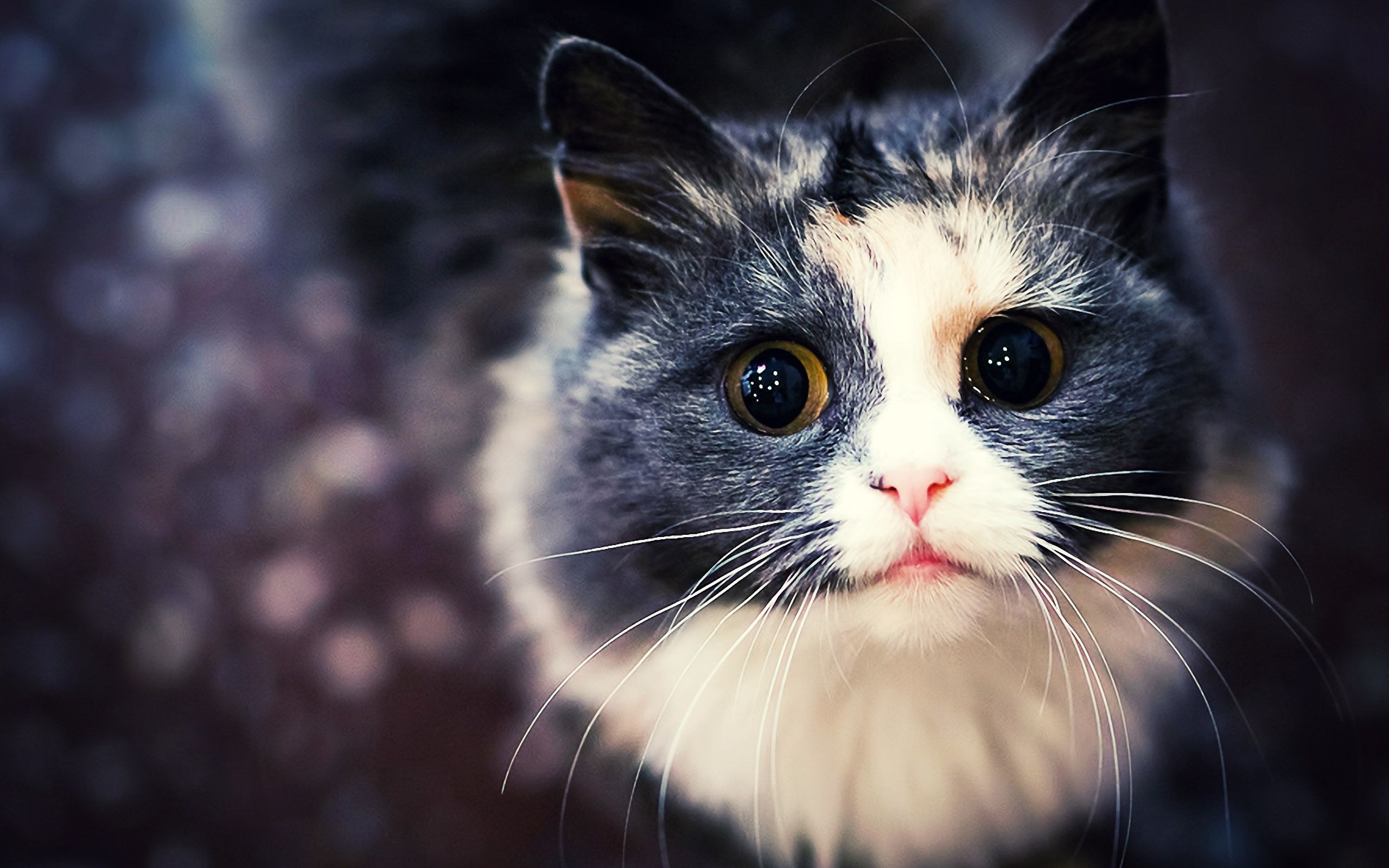 2560x1600 Tumblr Cute Cat Desktop Wallpaper Free Tumblr Cute Cat, Desktop