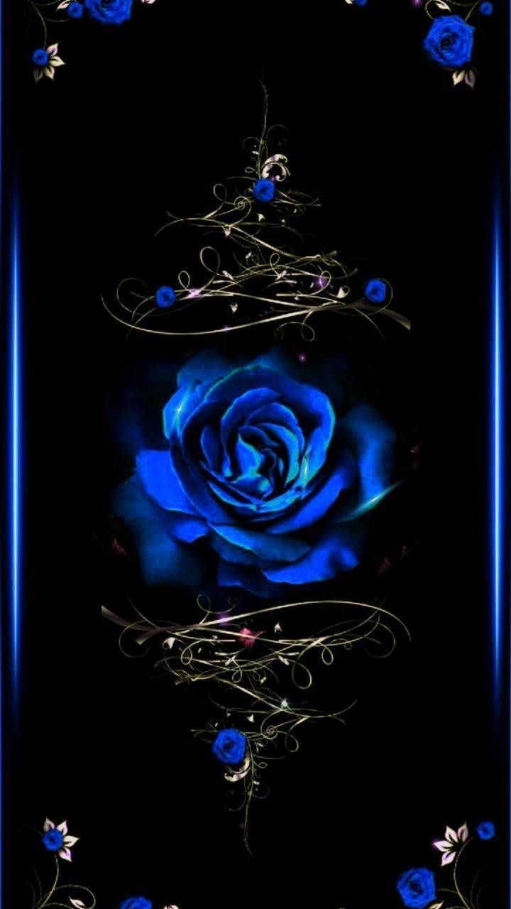 720x1280 Download Blue Rose Wallpaper, Phone