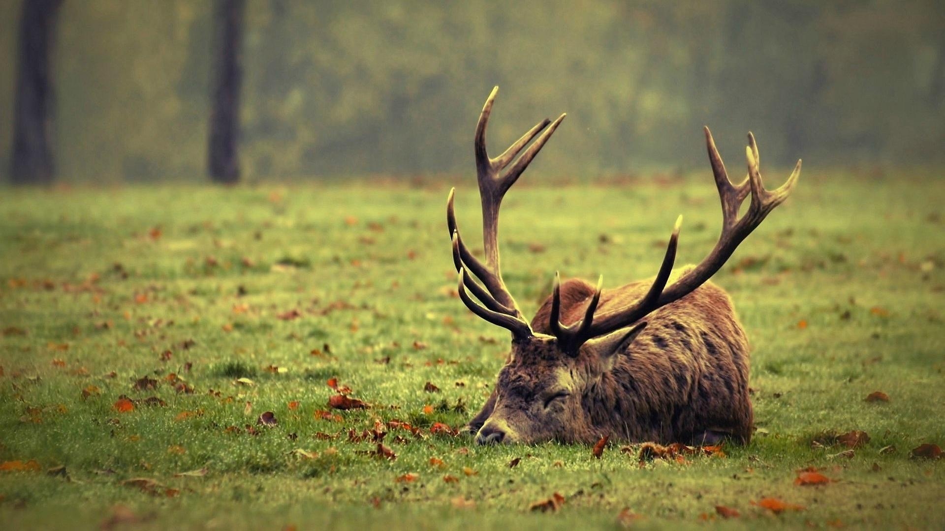 1920x1080 Full HD p Deer Wallpaper HD, Desktop Background, Desktop