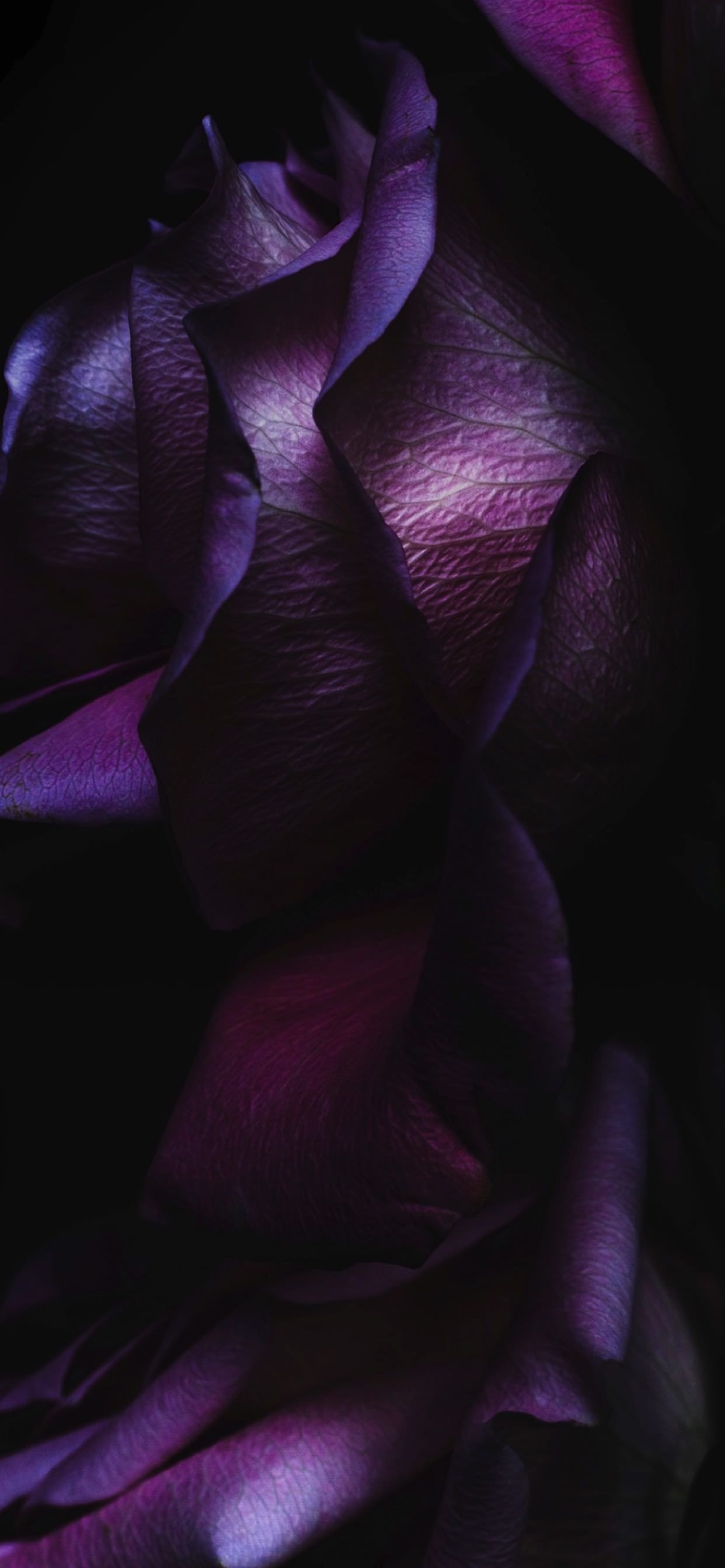 1250x2690 iPhone Wallpaper. Violet, Purple, Petal, Blue, Red, Magenta, Phone