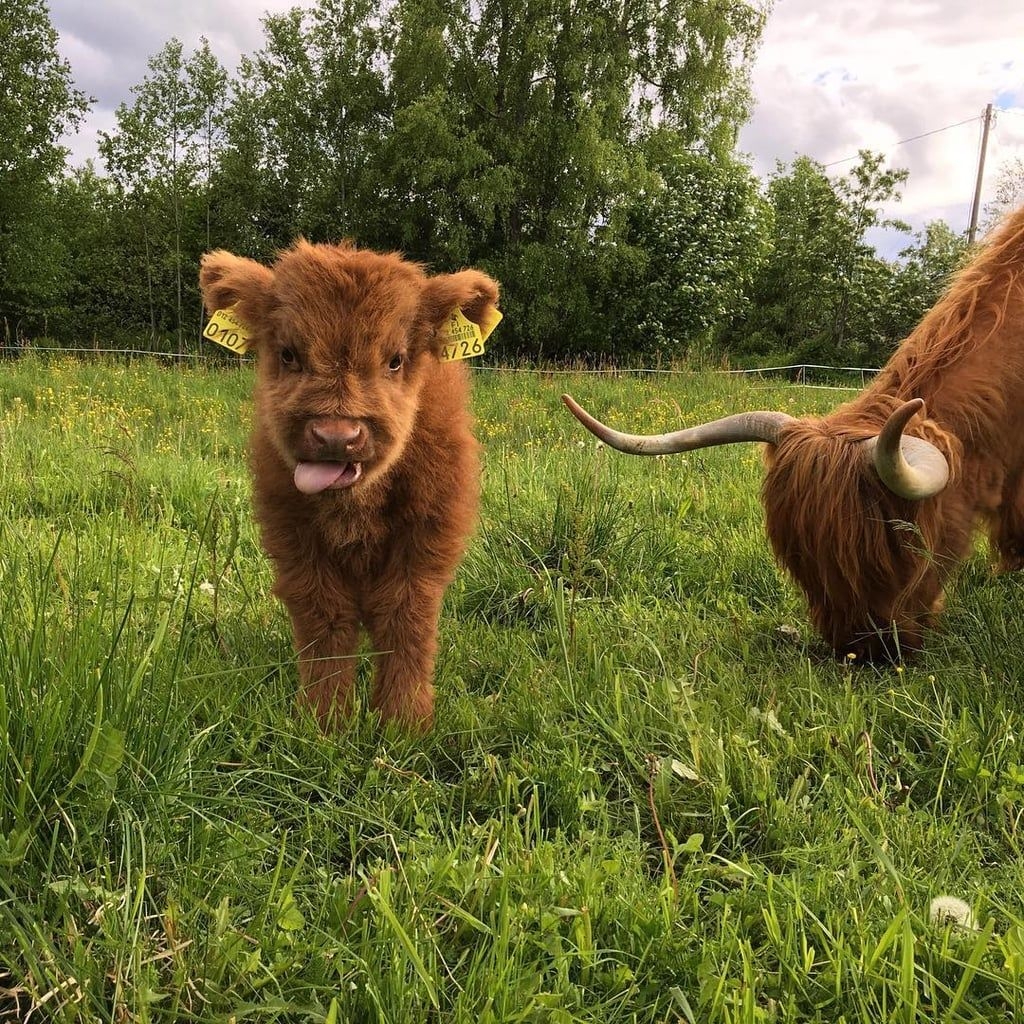 1030x1030 Cute Picture of Highland Cows. POPSUGAR Australia Smart Living, Phone