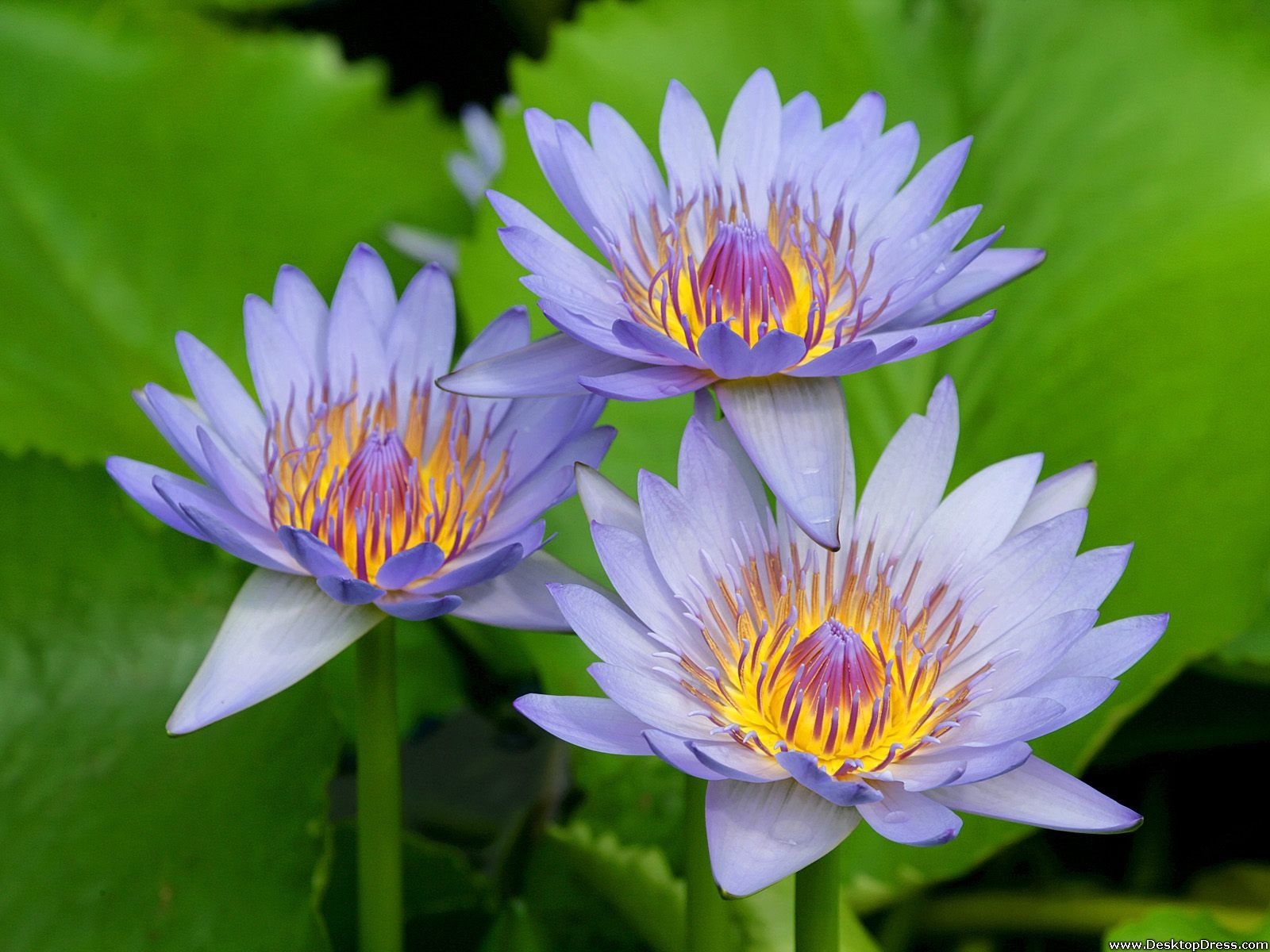 1600x1200 Desktop Wallpaper Flowers Background Purple Water Lilies, Desktop