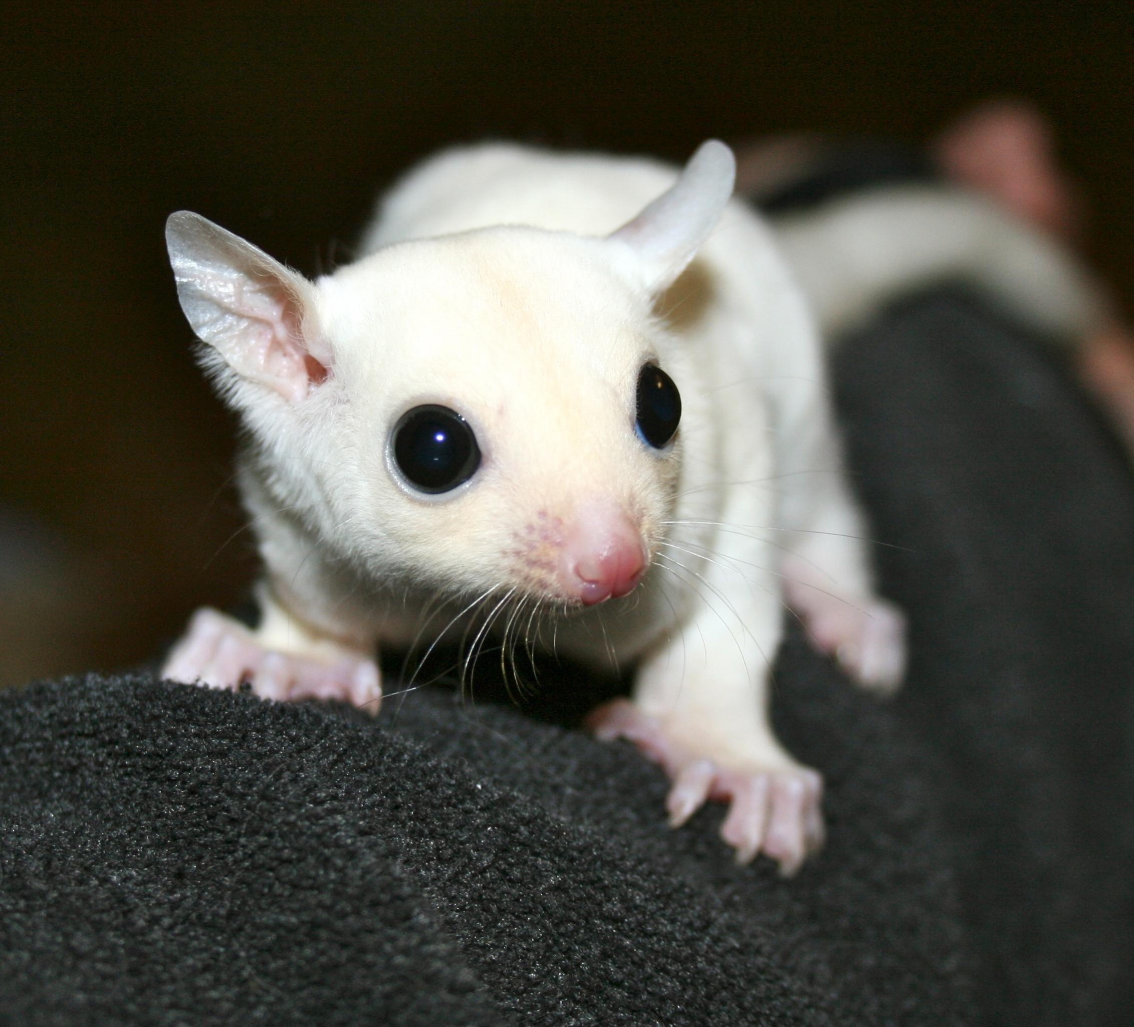 2270x2050 W Midlands Leucistic Sugar Gliders, Desktop