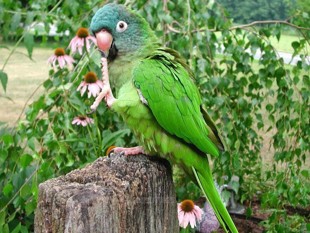 1030x770 Beautiful Wallpaper For Desktop: HD Green parrots wallpaper, Desktop