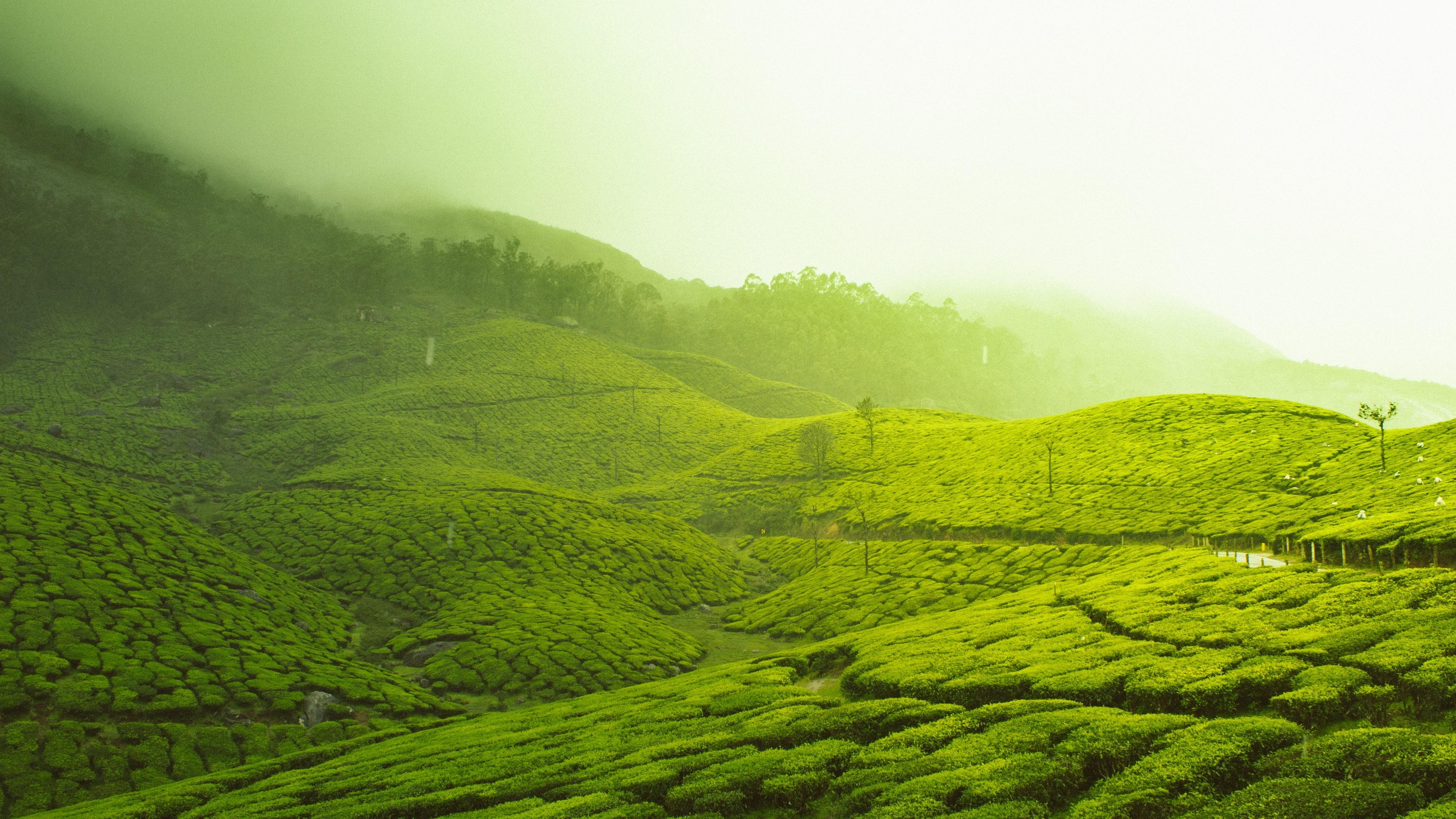 3840x2160 Tea Plantation In Kerala Wallpaper. Wallpaper Studio 10, Desktop