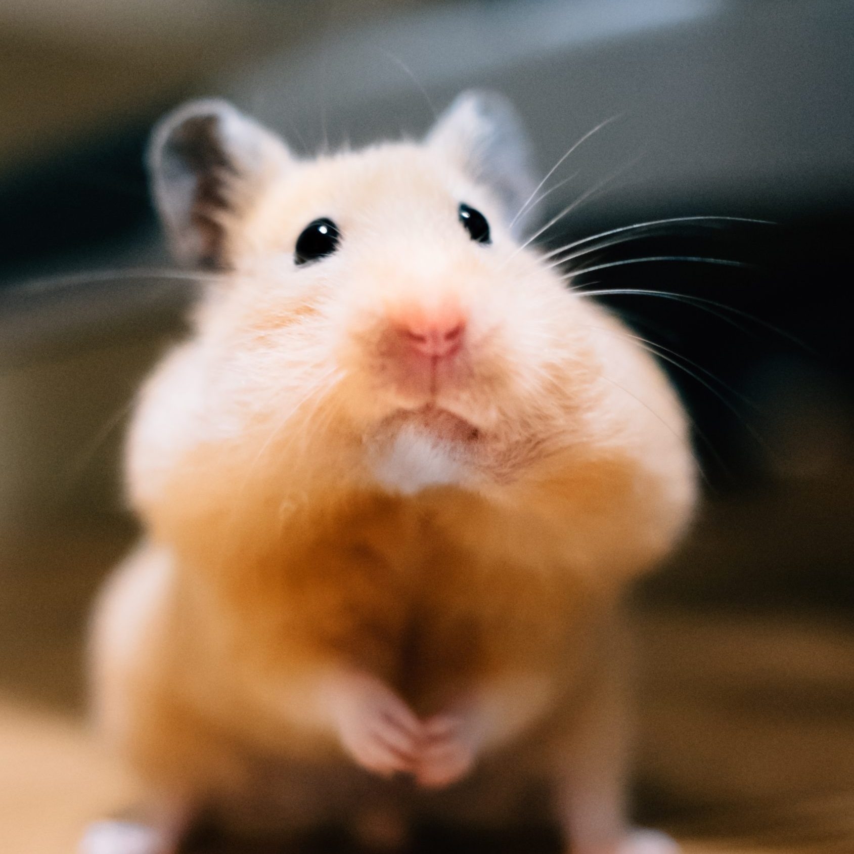 1690x1690 Cute Hamster Picture You Need to See. Funny Hamster Photo, Phone