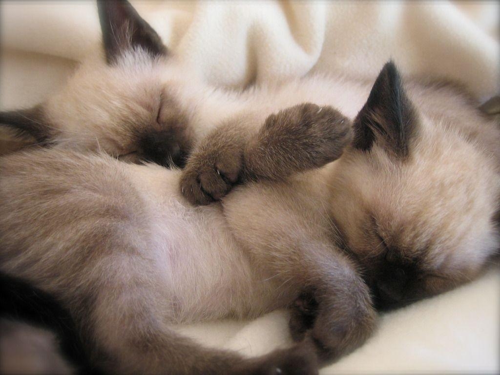 1030x770 Sleeping Siamese kittens photo and wallpaper. Beautiful Sleeping, Desktop