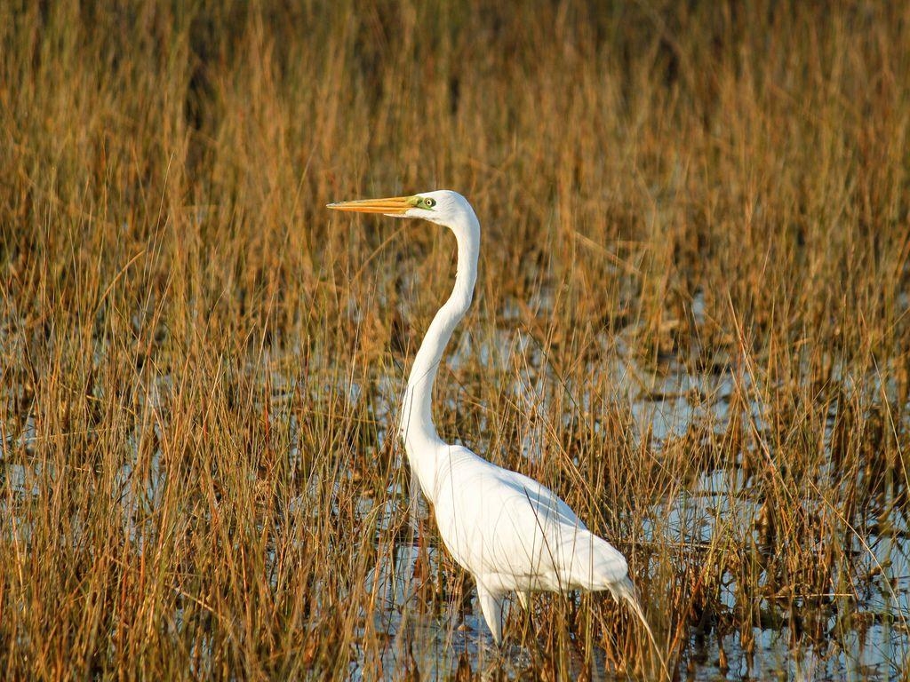 1030x770 Florida Park. Everglades National Park, Desktop