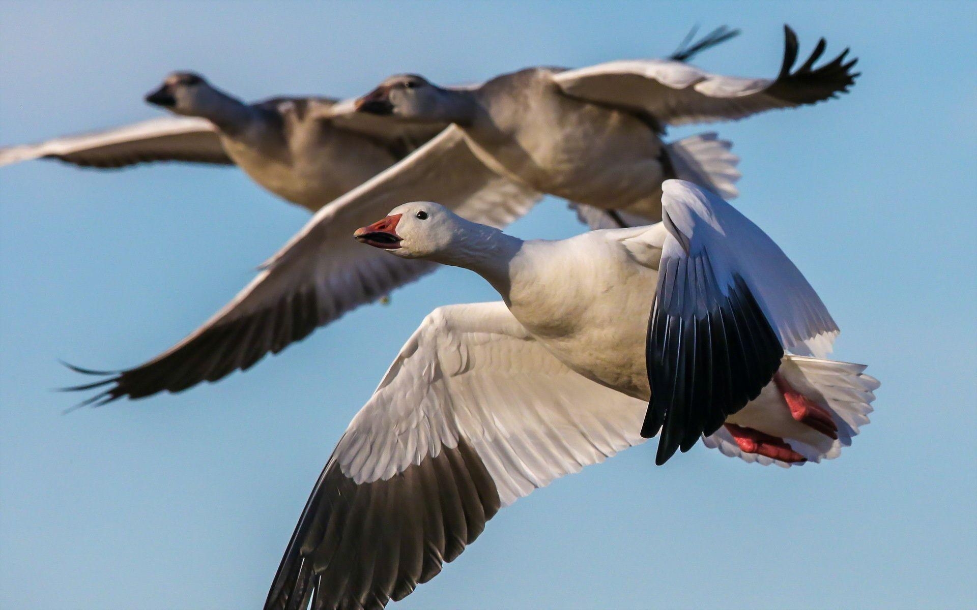 1920x1200 Goose Flying, Desktop