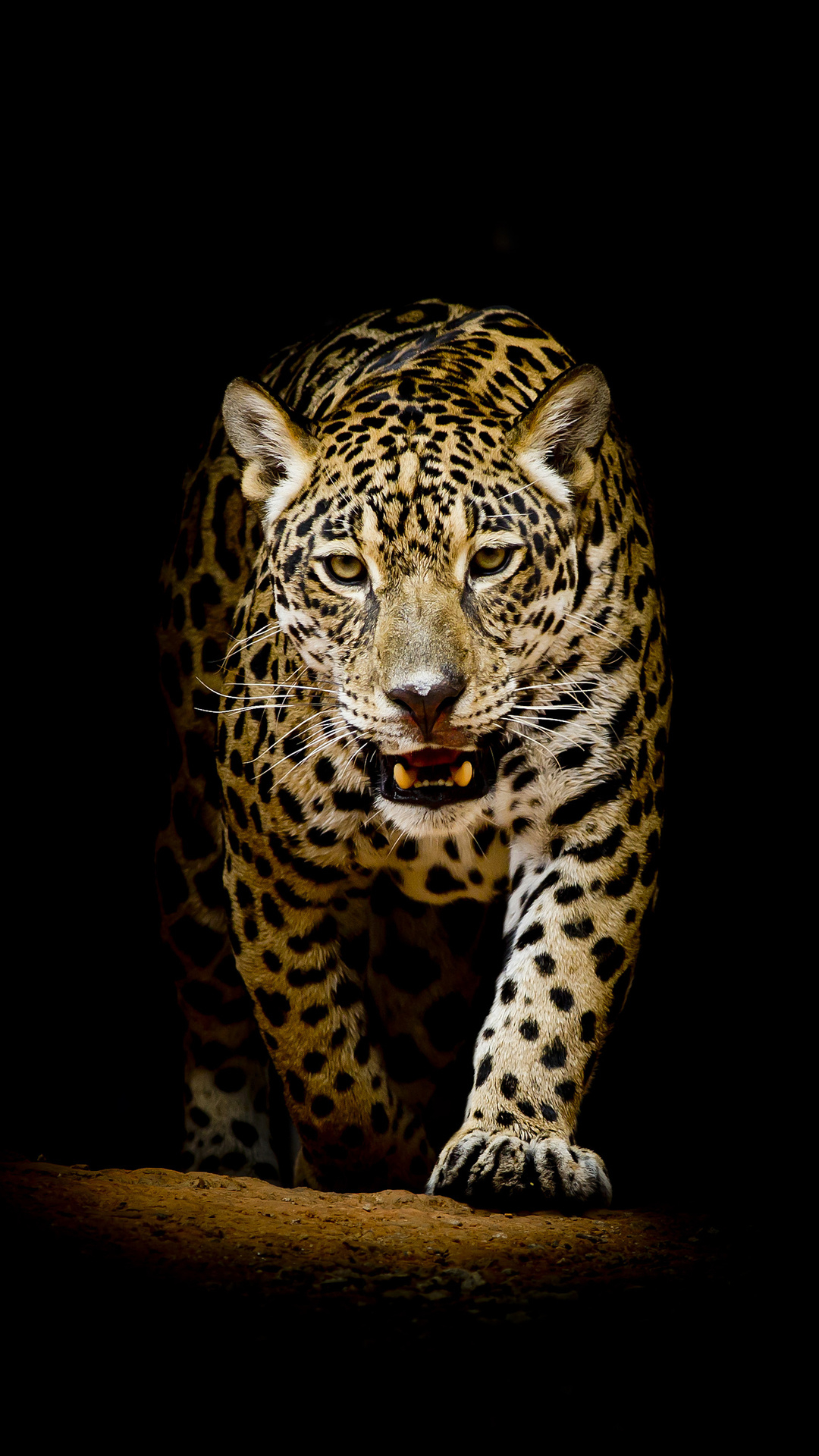 1080x1920 Leopard 4k Black Background iPhone 6s, 6 Plus, Pixel xl , One Plus 3t, 5 HD 4k Wallpaper, Image, Background, Photo and Picture, Phone