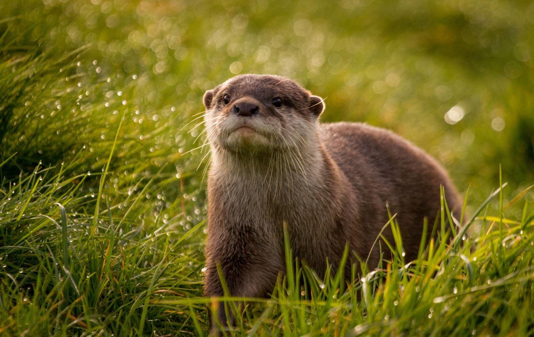 2040x1290 Otter Wallpaper background picture, Desktop