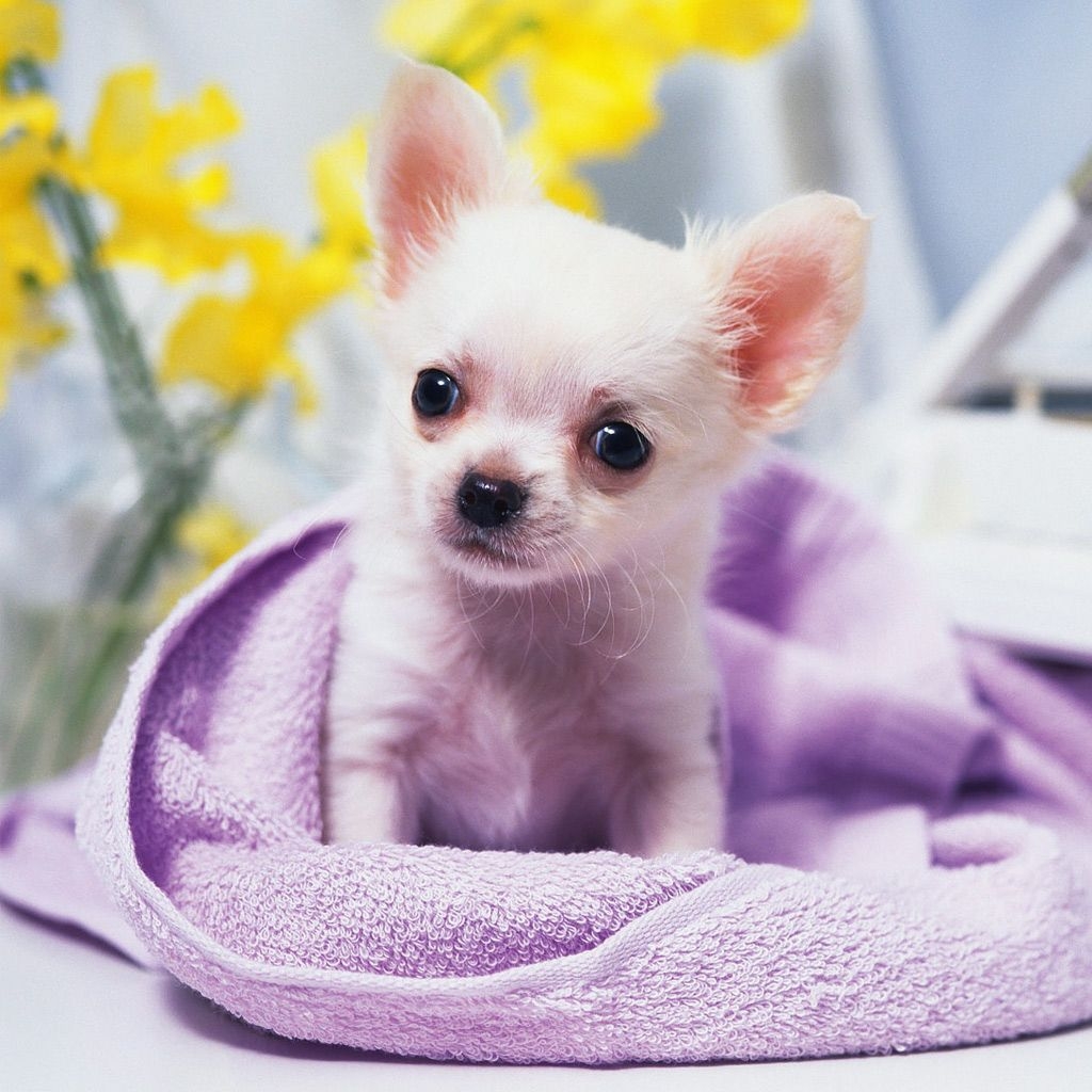 1030x1030 Free download Animals Cute Chihuahua Puppy iPad iPhone HD, Phone