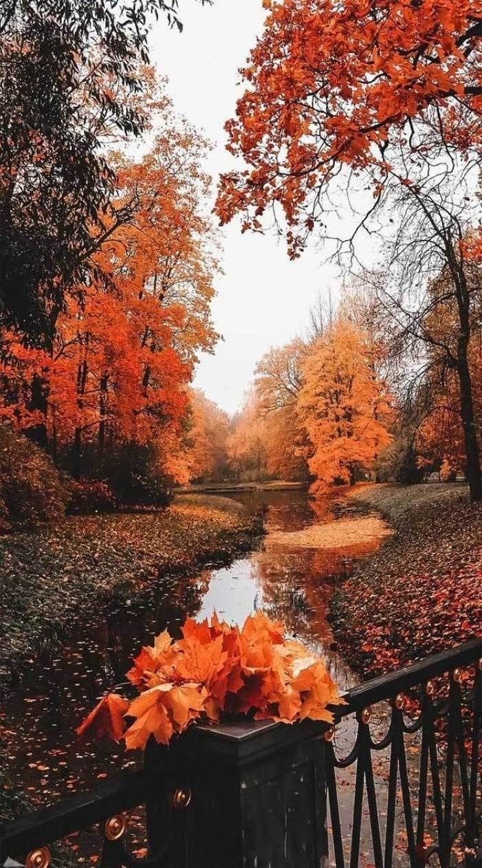 710x1270 Beautiful Autumn Image, Phone