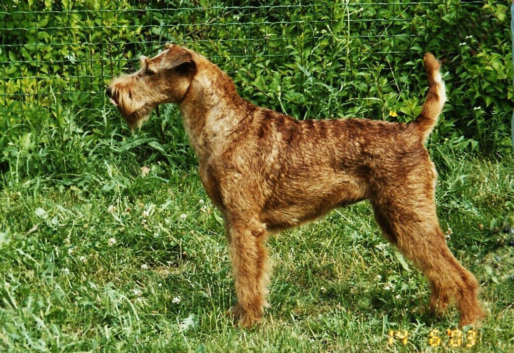 1040x720 Free wallpaper Irish red terrier, Desktop