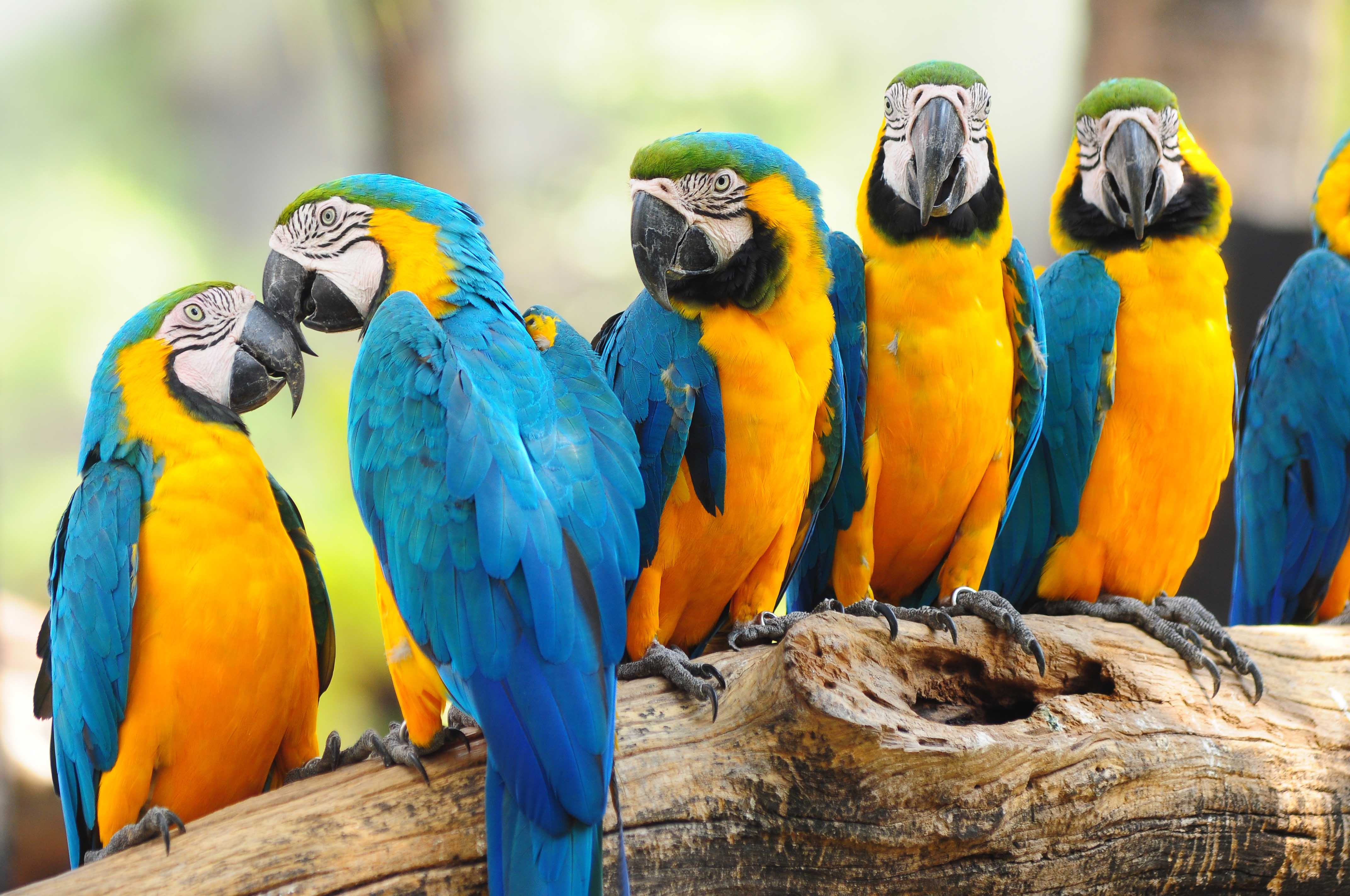 4290x2850 Blue And Yellow Macaw Wallpaper, Desktop