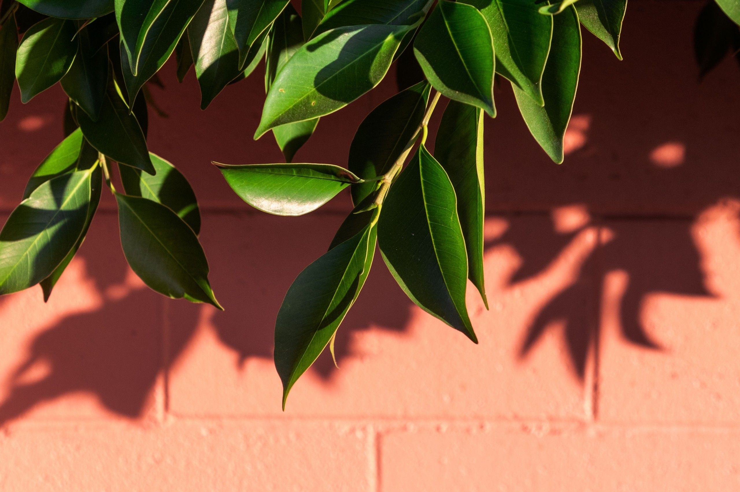 2560x1700 Download  Green Leaves, Shadow, Fresh, Summer, Wall, Desktop